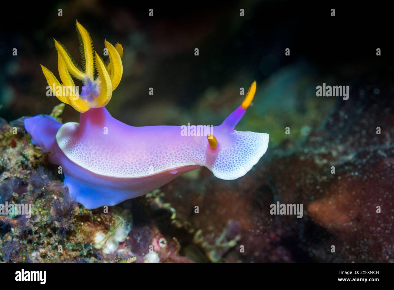 Nacktschnecke (Hypselodoris apolegma) Nord-Sulawesi, Indonesien. Stockfoto