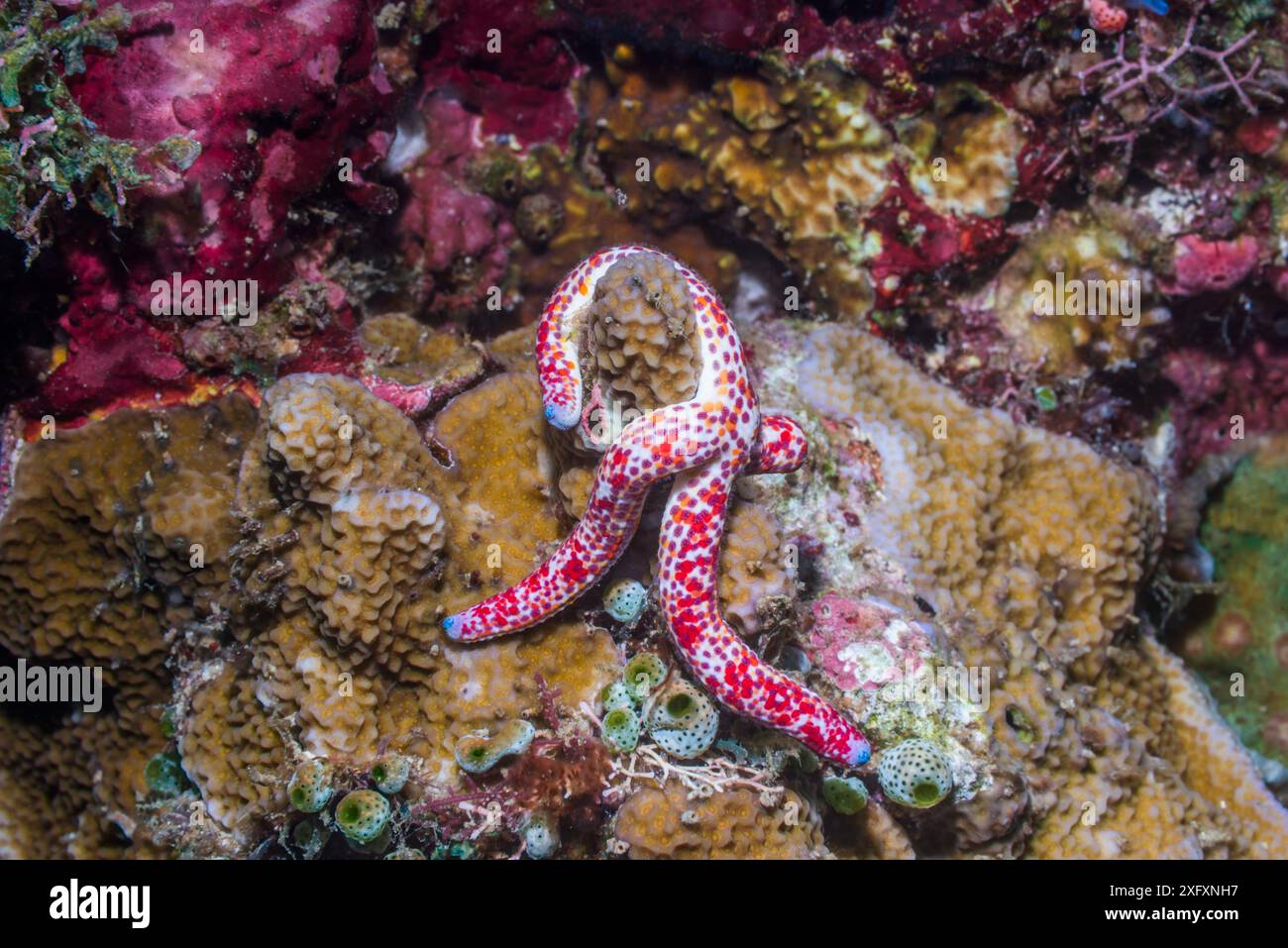 Dalmatinischer Linckia Seestern (Linckia multifora). Nord-Sulawesi, Indonesien. Stockfoto