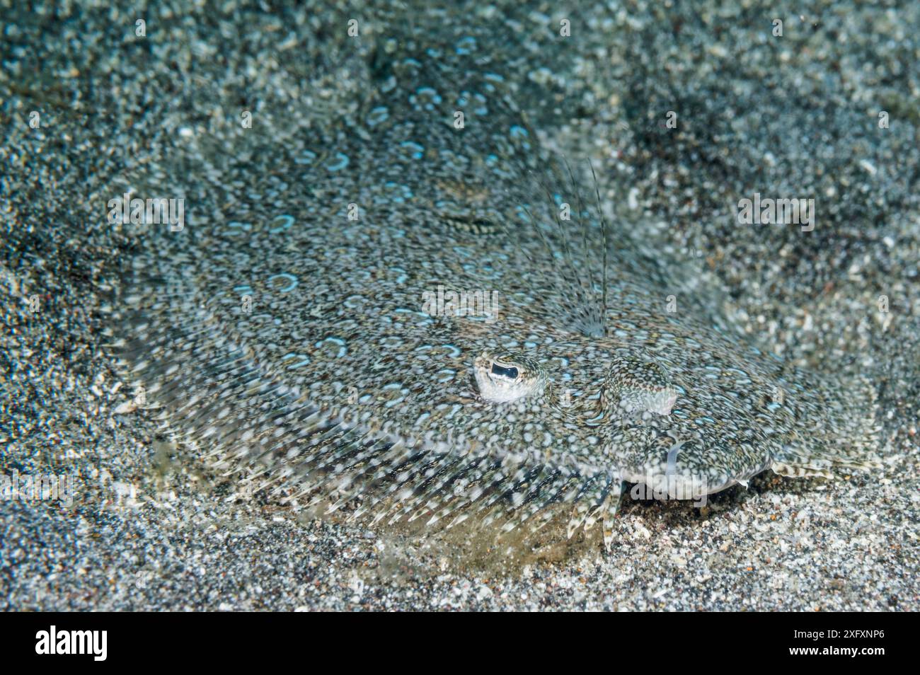 Leopardenflunderfisch (Bothus pantherinus), getarnt auf Sand. Nord-Sulawesi, Indonesien. Stockfoto