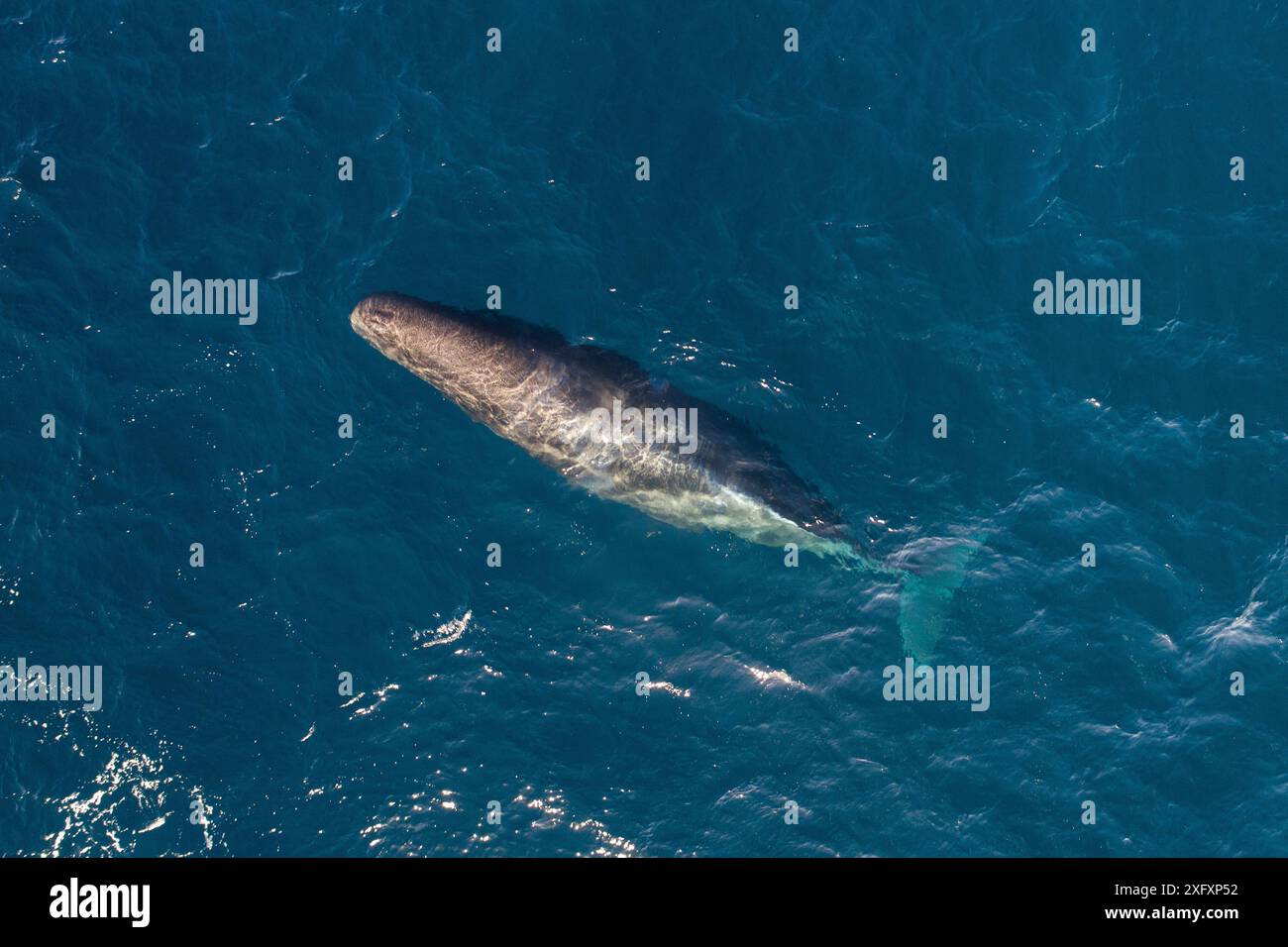 Pottwale (Physeter macrocephalus) aus der Vogelperspektive, Baja California, Mexiko Stockfoto
