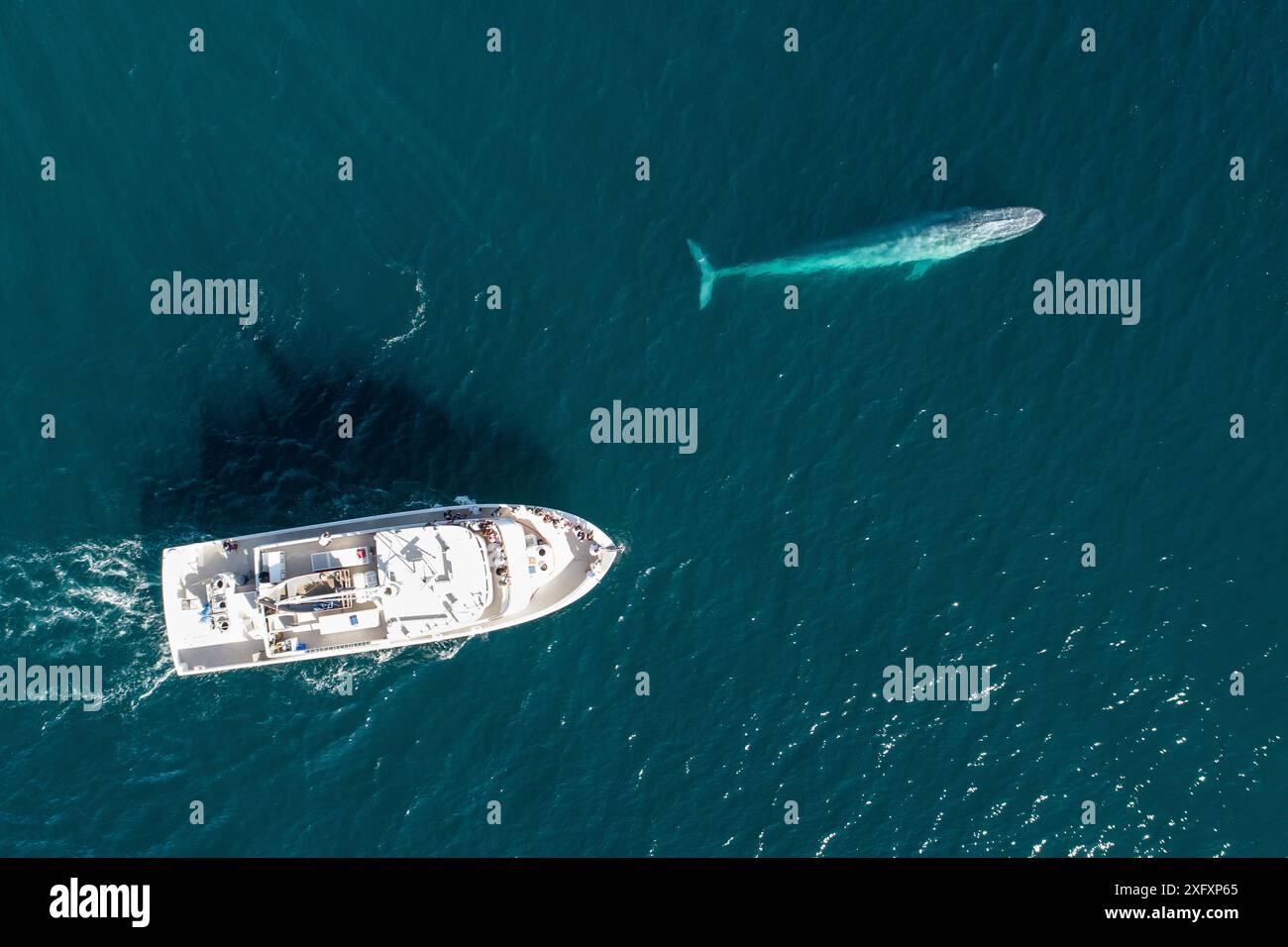 Blauwal (Balaenoptera musculus) in der Nähe des Bootes. Luftaufnahme. Baja California, Mexiko Stockfoto