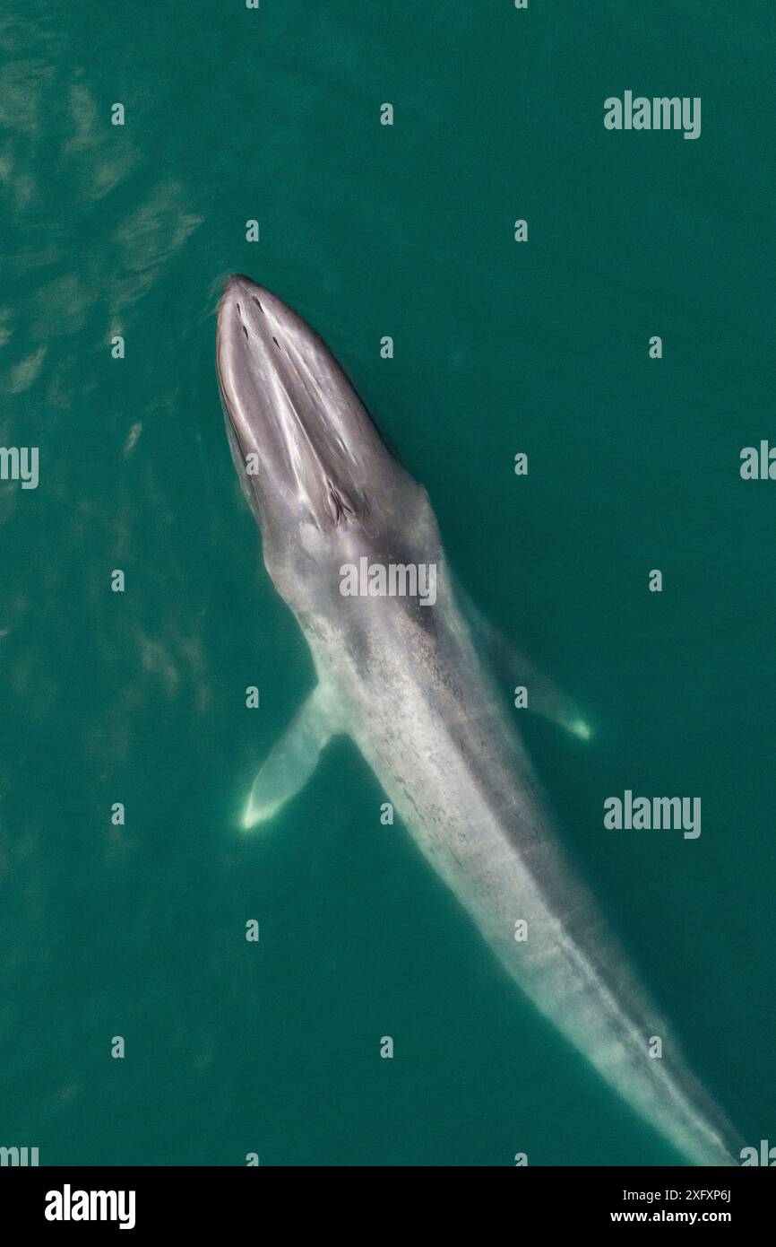 Blauwal (Balaenoptera musculus) auf der Oberfläche, Luftaufnahme, Baja California, Mexiko Stockfoto