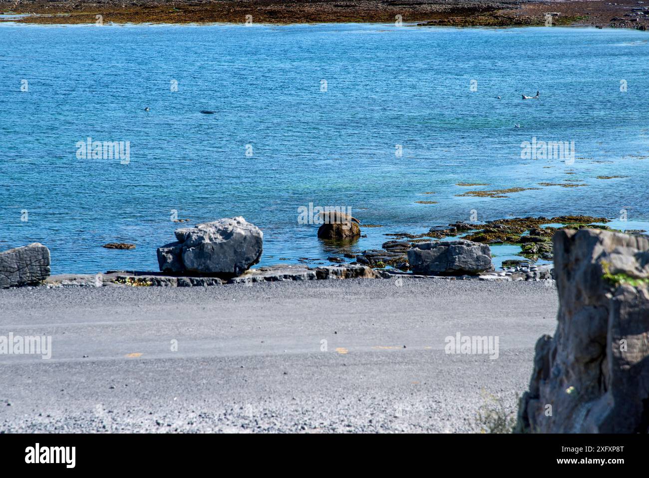 Der Strand der Robbenkolonie auf Inis Mor, Co, Galway, Inishmore, Aran Island, Irland Stockfoto