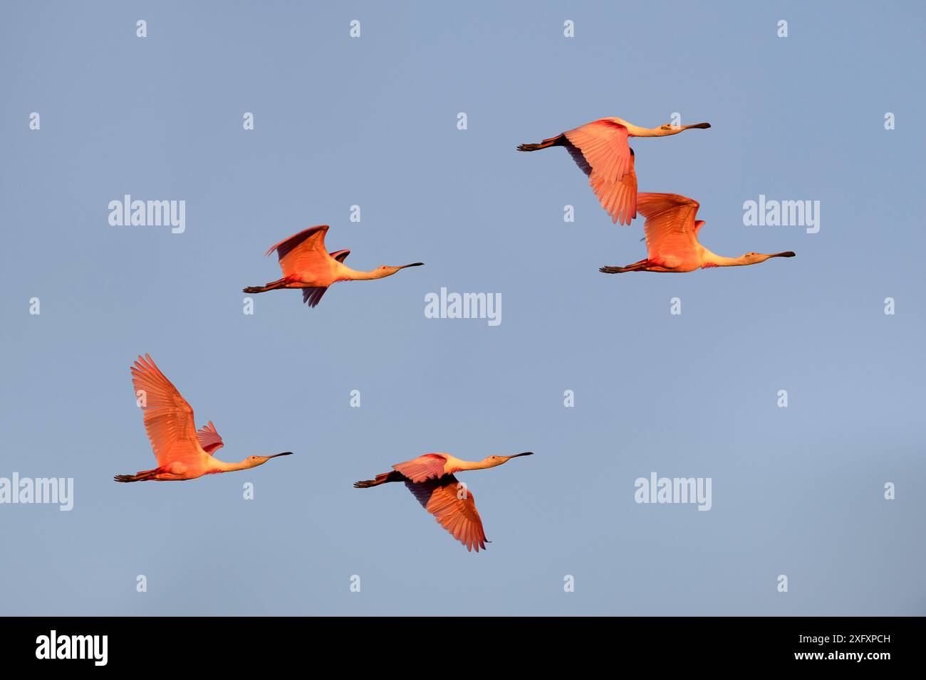 Eine kleine Herde von Roseatte Löffeln (Ajaia ajaja) im Flug. Paraguay River, Taiama Reserve, Western Pantanal, Mato Grosso, Brasilien, Stockfoto