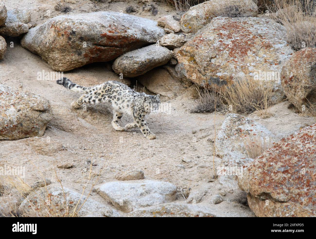 Wilder Schneeleopard (Panthera uncia), der Beute über gebrochenes felsiges Gelände verfolgt. Ladakh Range, Westlicher Himalaya, Ladakh, Indien. Stockfoto