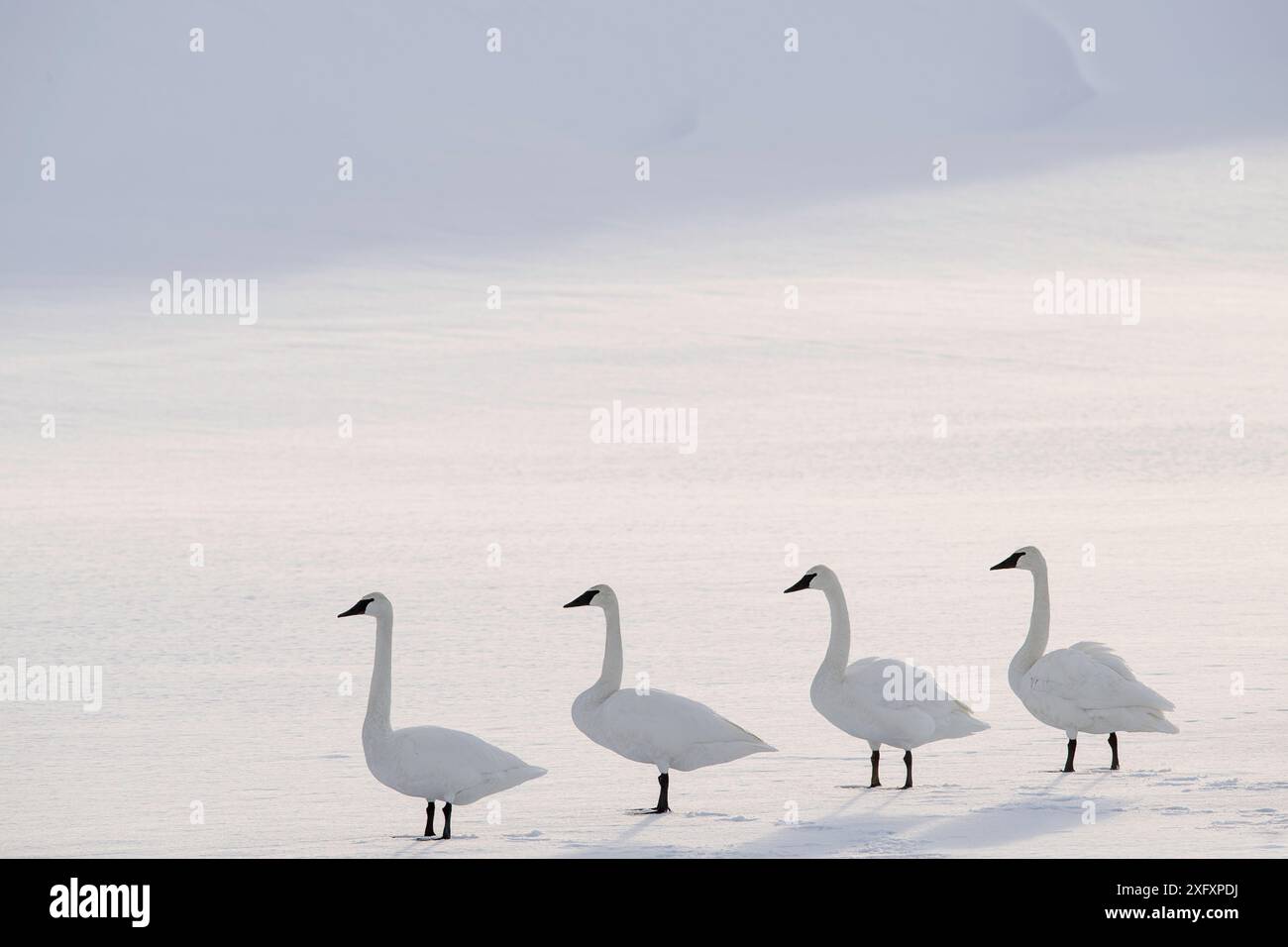 Trompeterschwäne (Cygnus buccinator) am Rand des Upper Yellowstone River. Hayden Valley, Yellowstone National Park, Wyoming, USA. Januar Stockfoto