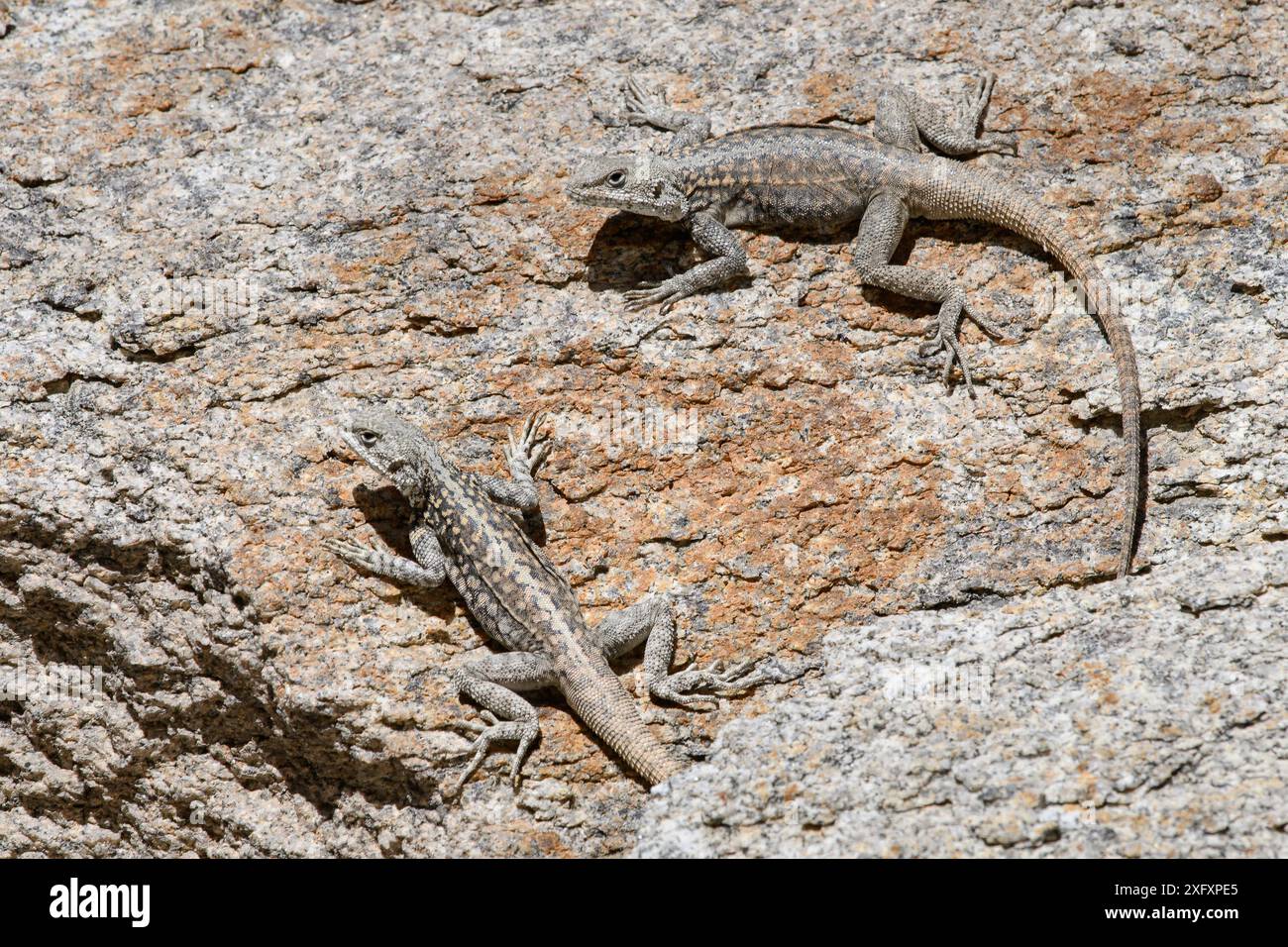 Himalaya-Agamas (Paralaudakia himalayana), die sich auf einem Felsen niederlassen. Ladakh Range, Westlicher Himalaya, Ladakh, Indien. Stockfoto