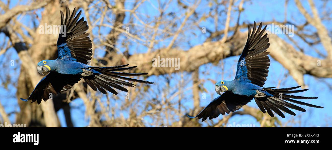 Hyazinthenaras (Anodorhynchus hyacinthinus) im Flug. Pousada Araras Lodge, Nothern Pantanal, Mato Grosso, Brasilien. September. Stockfoto