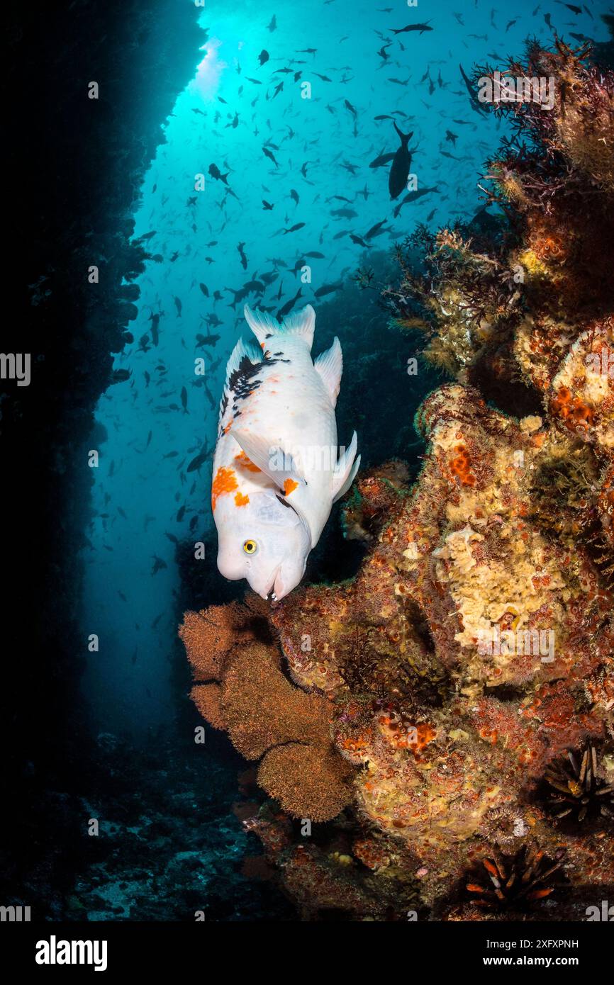 Harlequin-Schweinefleisch (Bodianus eclancheri) schwimmt auf einem Riff. Punta Vincente Roca, Isabela Island, Galapagos National Park, Galapagos Islands. Ostpazifik. Stockfoto