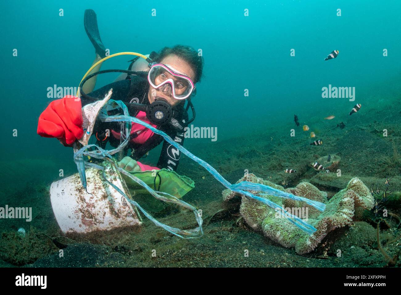 Taucher reinigt Plastik von einem Tauchplatz in Lembeh. Die Gruppe der Taucher sammelte drei große Säcke (viel größer als die kleine Sammeltasche auf dem Bild) von einem Gebiet, das ungefähr so groß ist wie zwei Tennisplätze in einer Stunde Tauchen. Bitung, Nord-Sulawesi, Indonesien. Lembeh-Straße, Molukkensee. Stockfoto