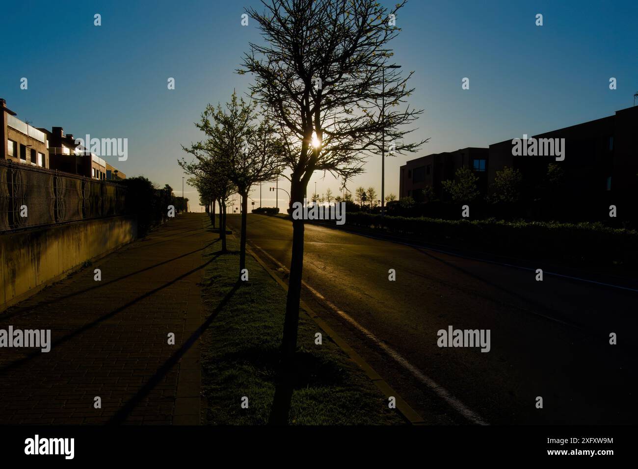Eine Reihe von Bäumen am Bordsteinrand, die vor einer starken Morgensonne in einem verlassenen Wohnhaus, gesäumt von der Straße Santander Cantabria Spanien, geschildert wurden Stockfoto