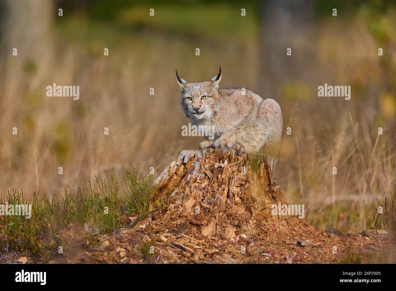 Eurasischer Luchs (Lynx Luchs) am Baumstamm im Herbst Stockfoto