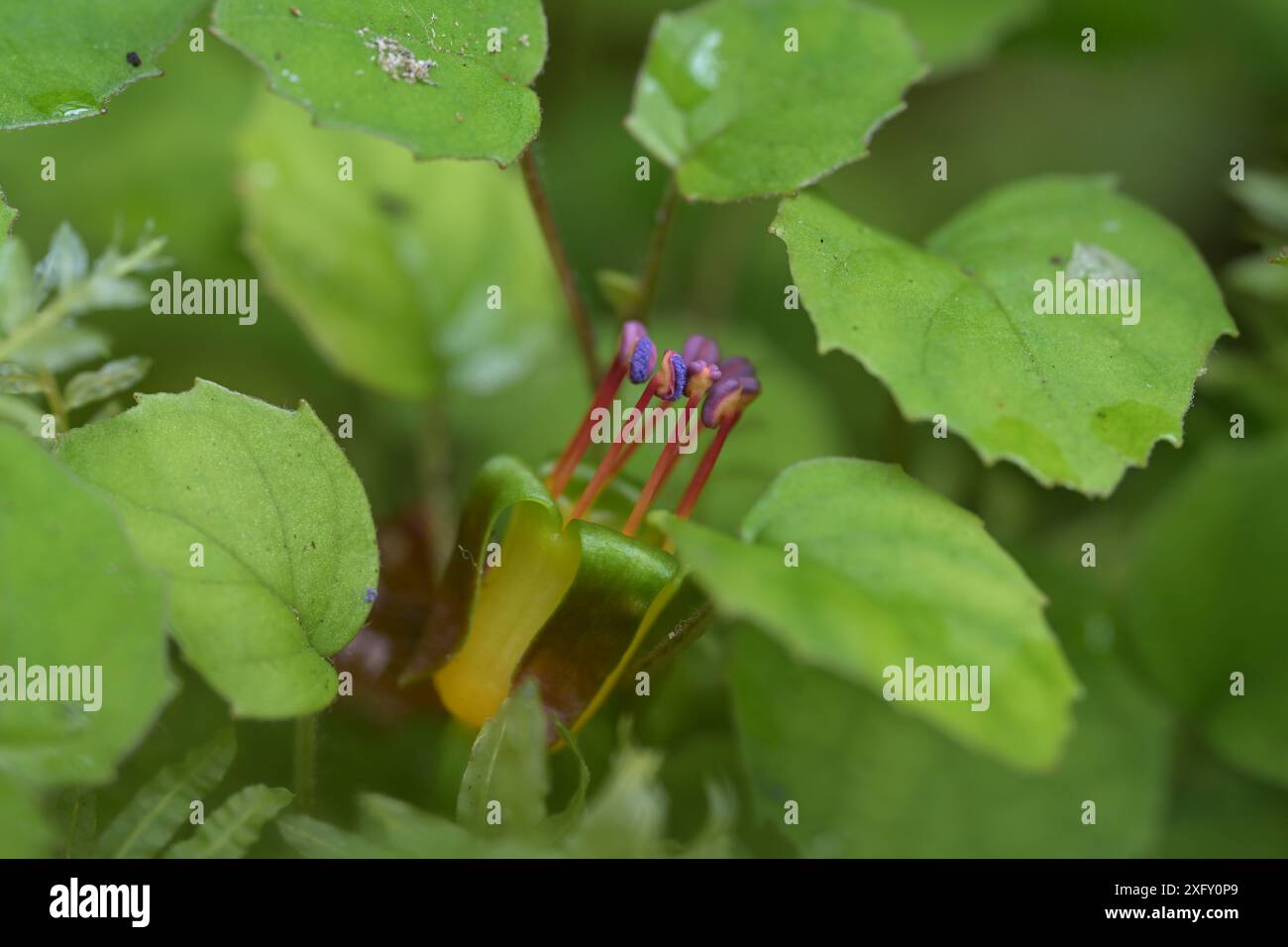 Fuchsia procumbens neuseeländischer Pollen Stockfoto