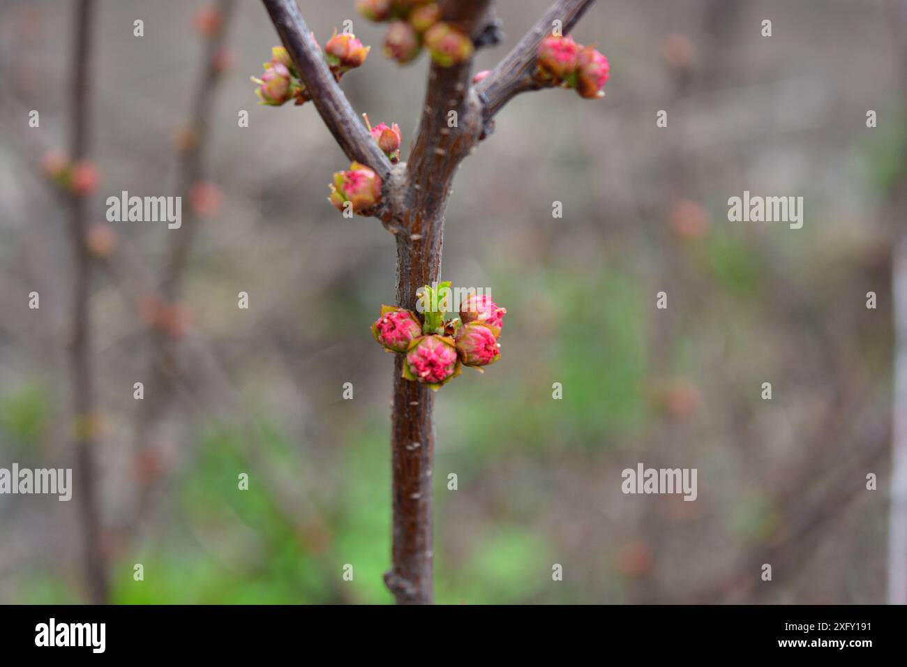 Wunderschöne Natur, Pflanzen und Blumen wachsen im Frühling. Kleine rosafarbene Knospen eines Mandelbaums, ein Sträucher mit kleinen Frühlingsblumen, der in der Heimgarde wächst Stockfoto