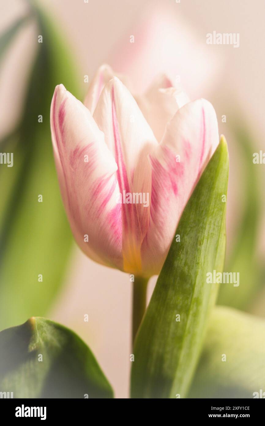 Weiß-rosa Tulpe, Nahaufnahme Stockfoto