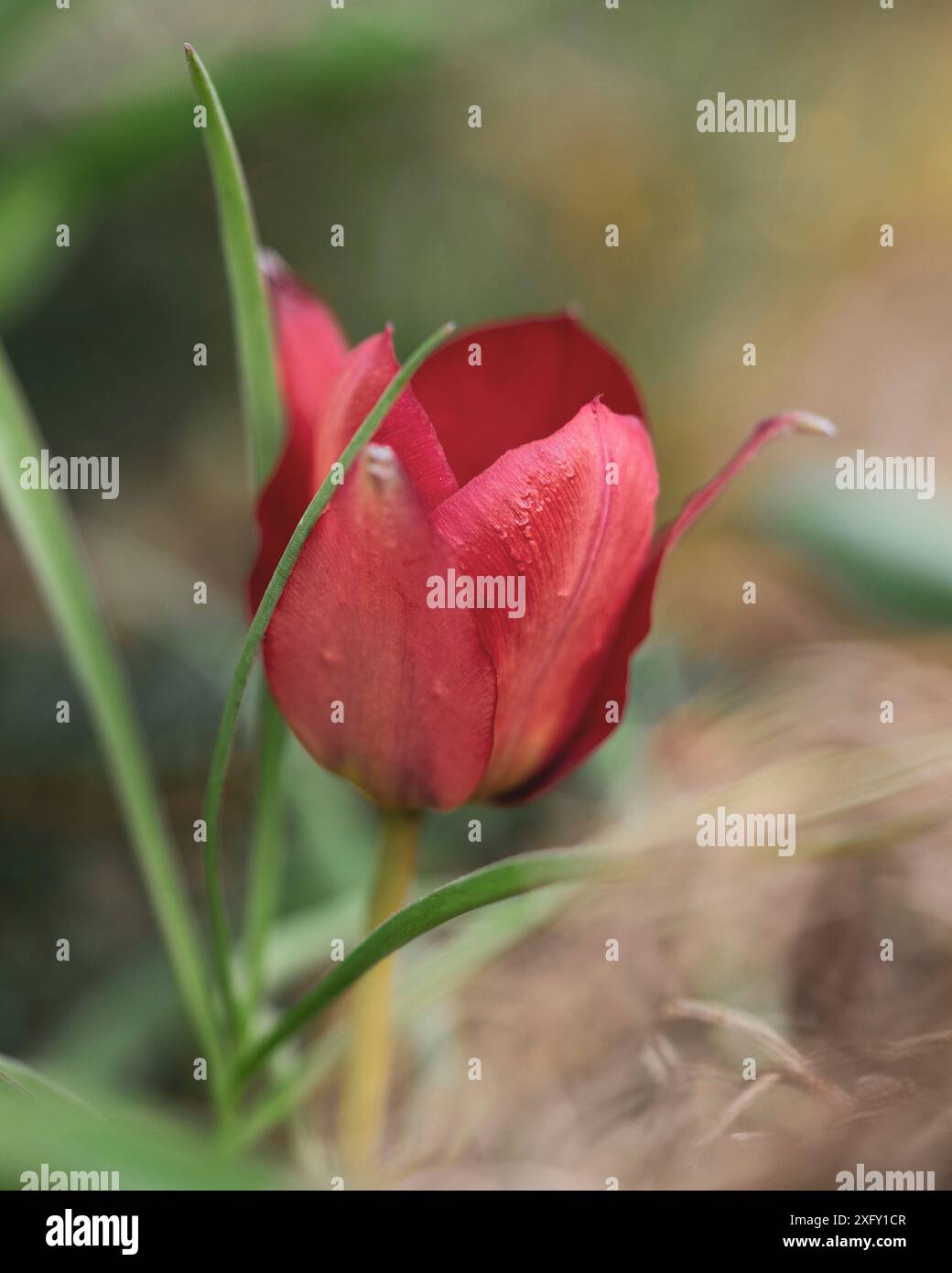 Rote Tulpe, Nahaufnahme im Blumengarten Stockfoto