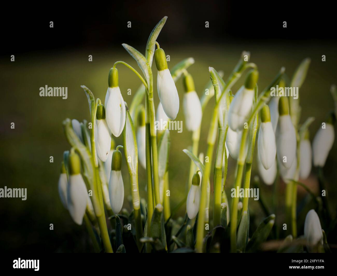 Schneeglöckchen, Nahaufnahme im Blumengarten Stockfoto