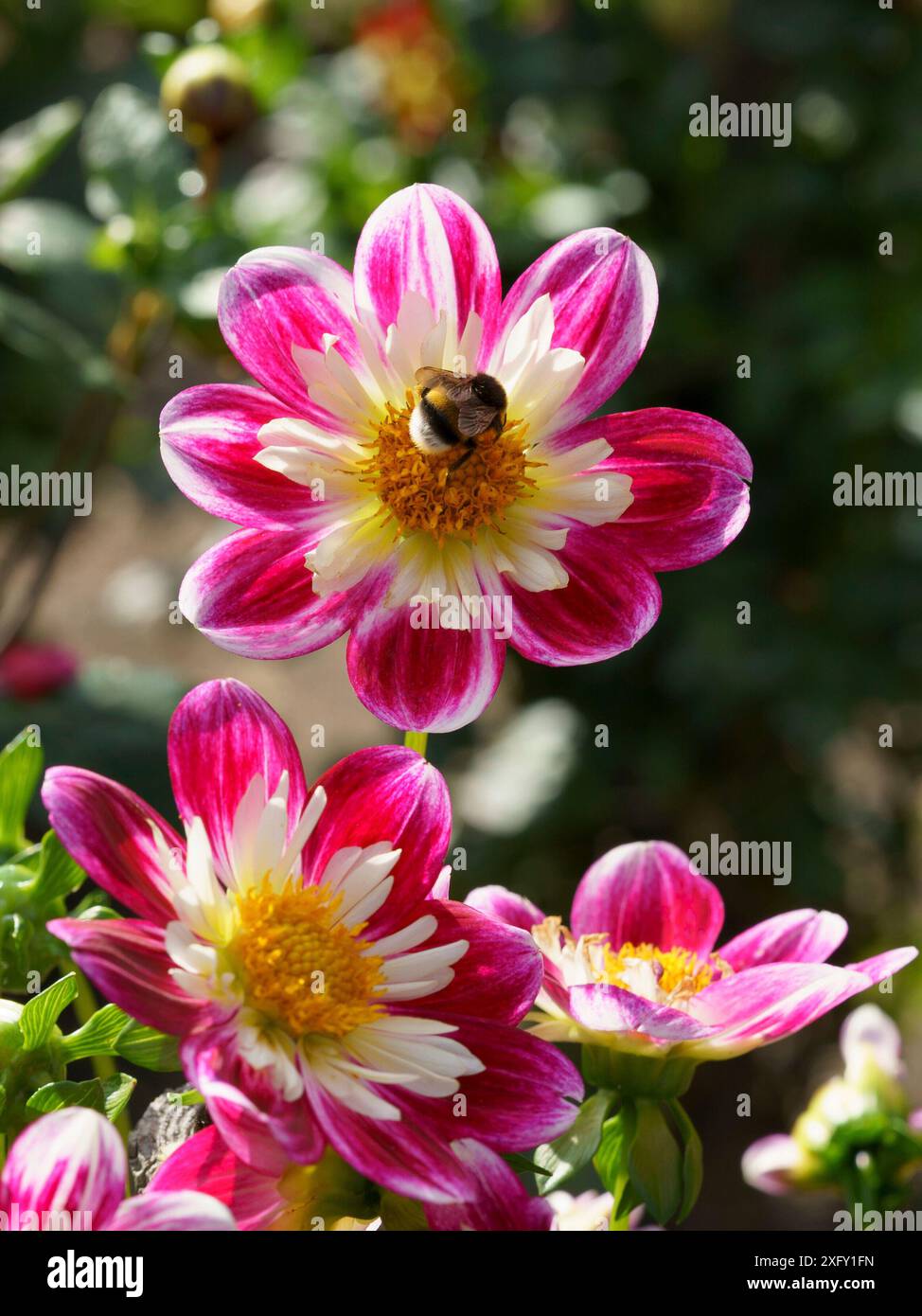 Biene sitzt auf einer rosa weißen Dahlien, Nahaufnahme im Dahliengarten Stockfoto