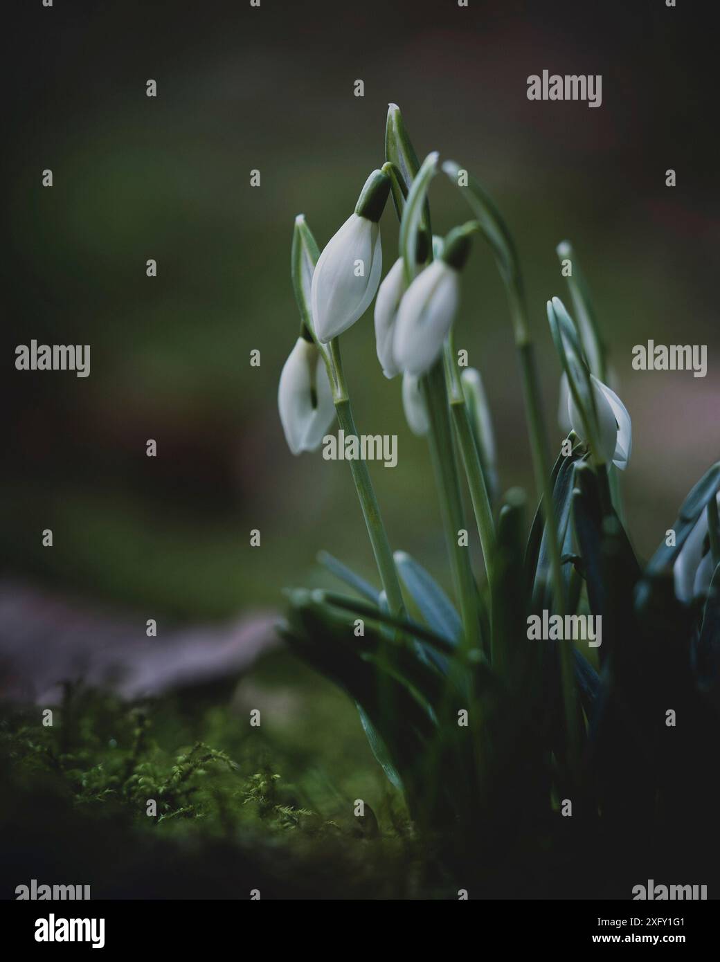 Schneeglöckchen, Nahaufnahme im Blumengarten Stockfoto