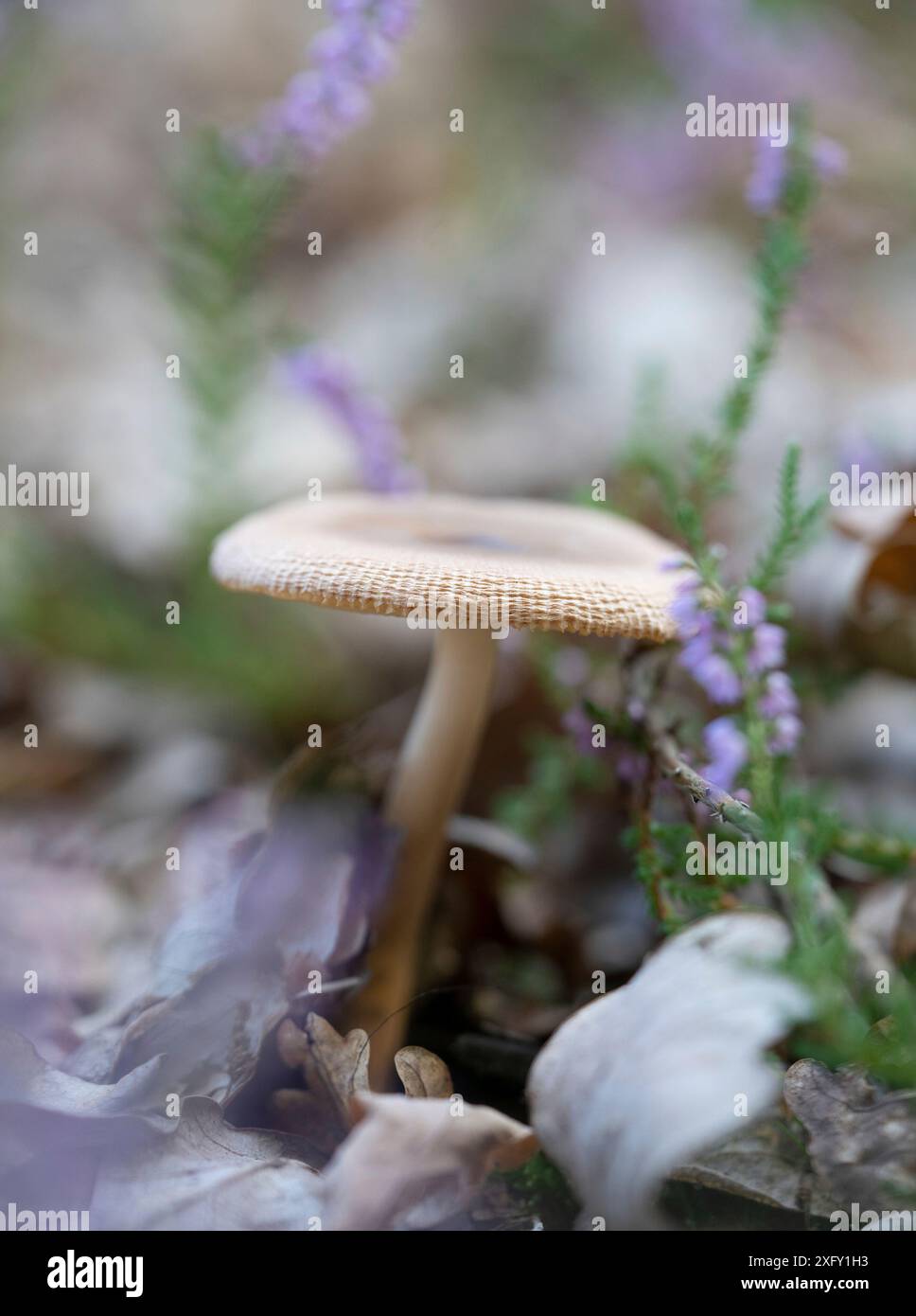 Blassssporrübling, Makrofoto von Pilzen in der Natur Stockfoto