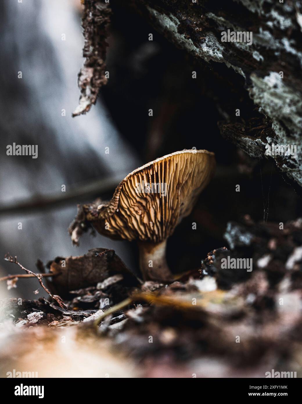 Hartholzknawel, Makrofoto eines Pilzes in der Natur Stockfoto