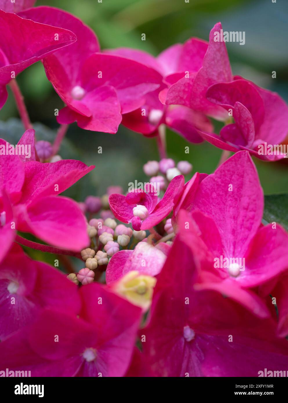 Rosa Hortensien, Makroaufnahme im Blumengarten Stockfoto