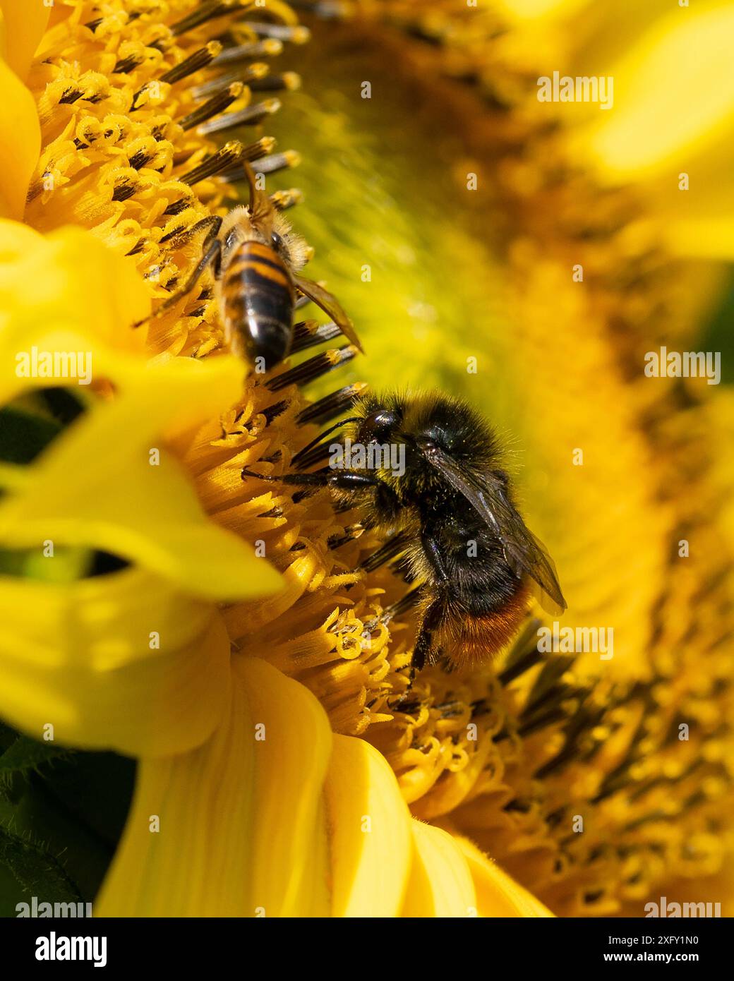 Zwei Honigbienen sammeln Nektar von einer Sonnenblume, Makroaufnahme im Blumengarten Stockfoto