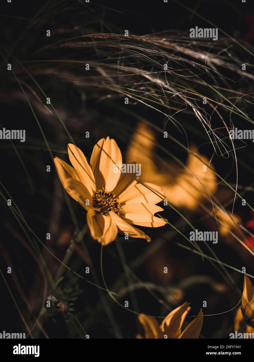 Gelbe Mädchenaugen, umgeben von trockenen Gräsern, Nahaufnahme im Blumengarten Stockfoto