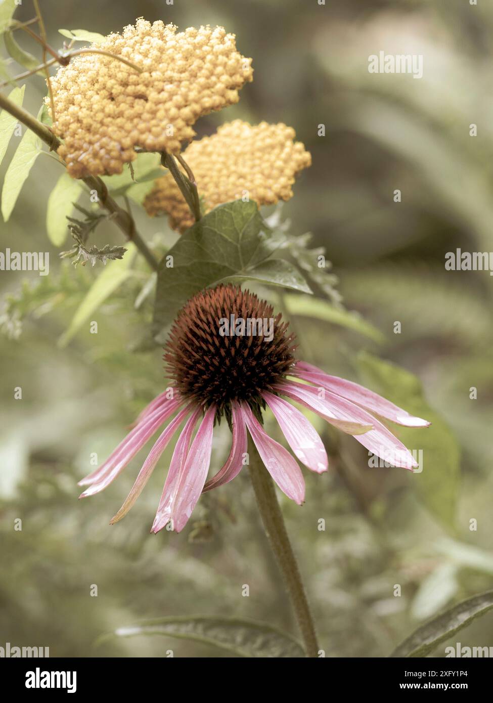 Violette oder rote Ceflower, Nahaufnahme im Blumengarten Stockfoto