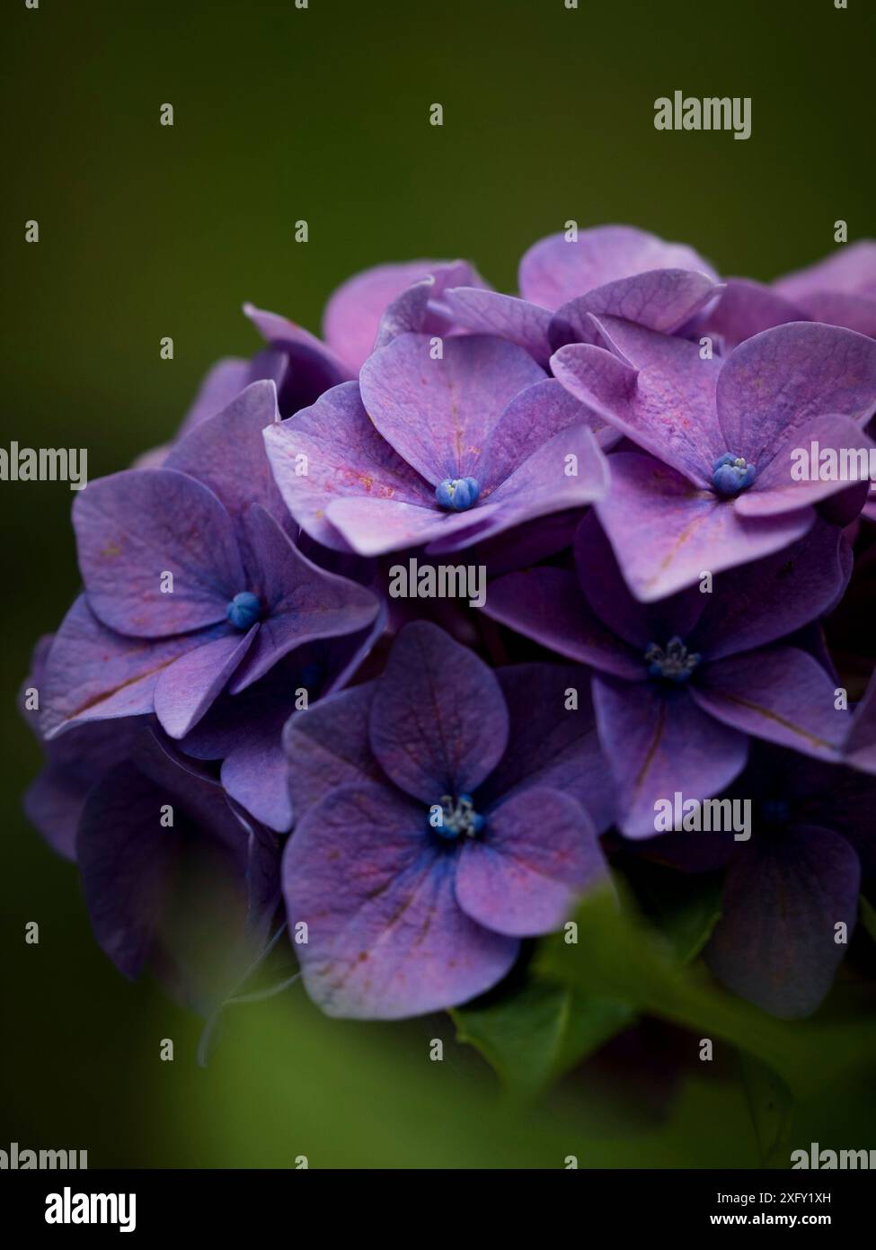 Lila Gartenhortensie, Makroaufnahme im Blumengarten Stockfoto