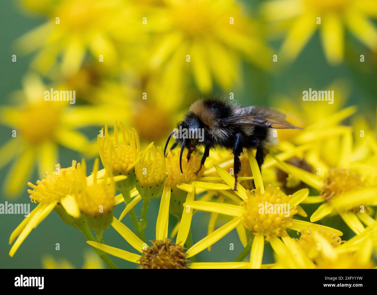 Hummel sammelt Nektar auf den gelben Blüten eines Geiskkräuterbusches, ganz nah im Wald Stockfoto
