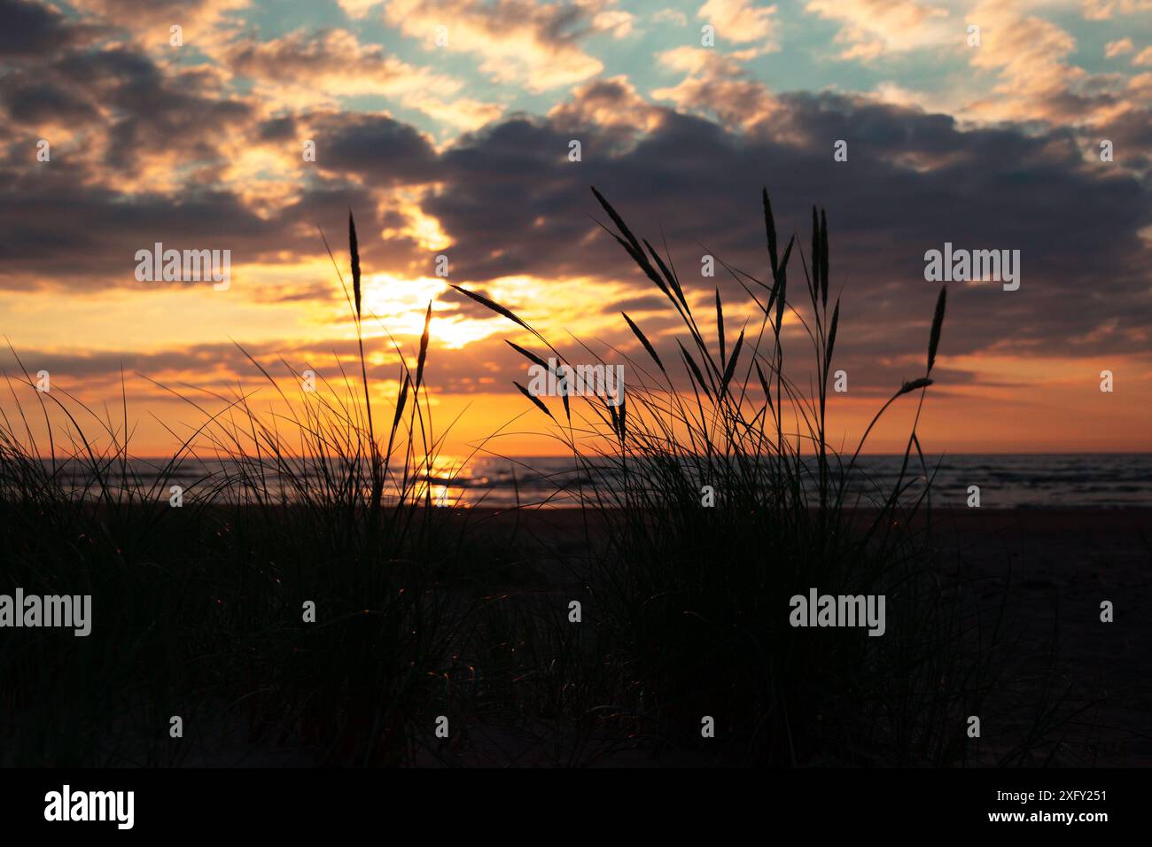 Eine wunderschöne Sonnenuntergangslandschaft am Strand mit einheimischen Grassilhouetten. Farbenfrohe Sommerlandschaft an der Ostsee in Lettland. Stockfoto