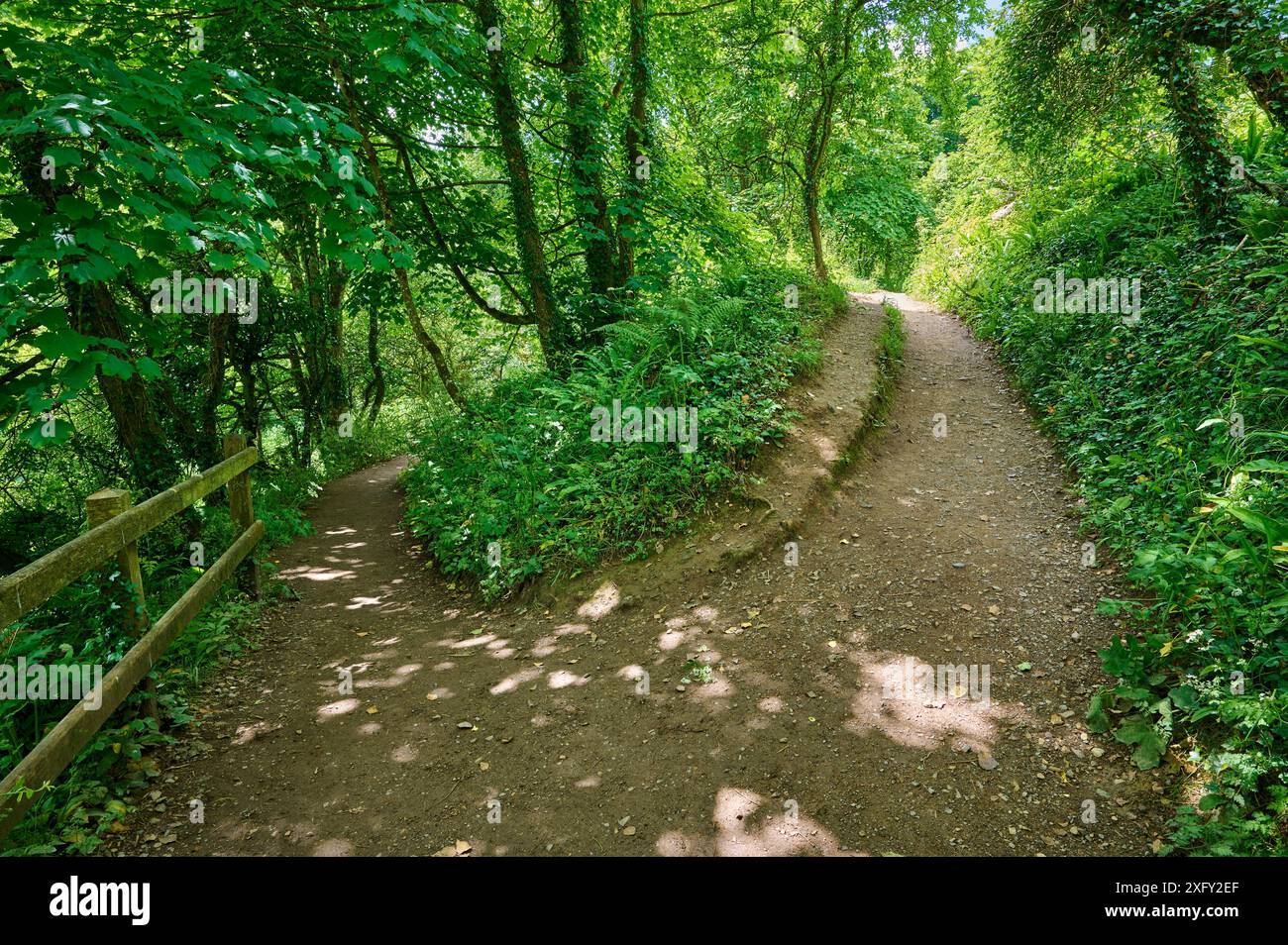 Wanderweg, Gabelung in der Straße, Wanderweg, Lilienteich, Landschaft, Wald, Sommer, Stackpole Estate, Broad Haven South Beach, Pembrokeshire Coast Path, Pembroke, Wales, Großbritannien Stockfoto