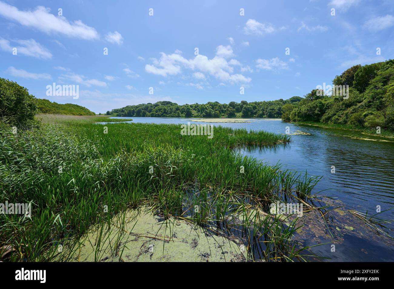 Seerosenteich, See, Himmel, Sommer, Stackpole Estate, Broad Haven South Beach, Pembrokeshire Coast Path, Pembroke, Wales, Großbritannien Stockfoto