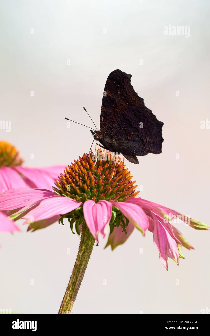 Pfau Schmetterling Fütterung mit Blütennektar von Echinacea Blume ( Aglais io ) Stockfoto