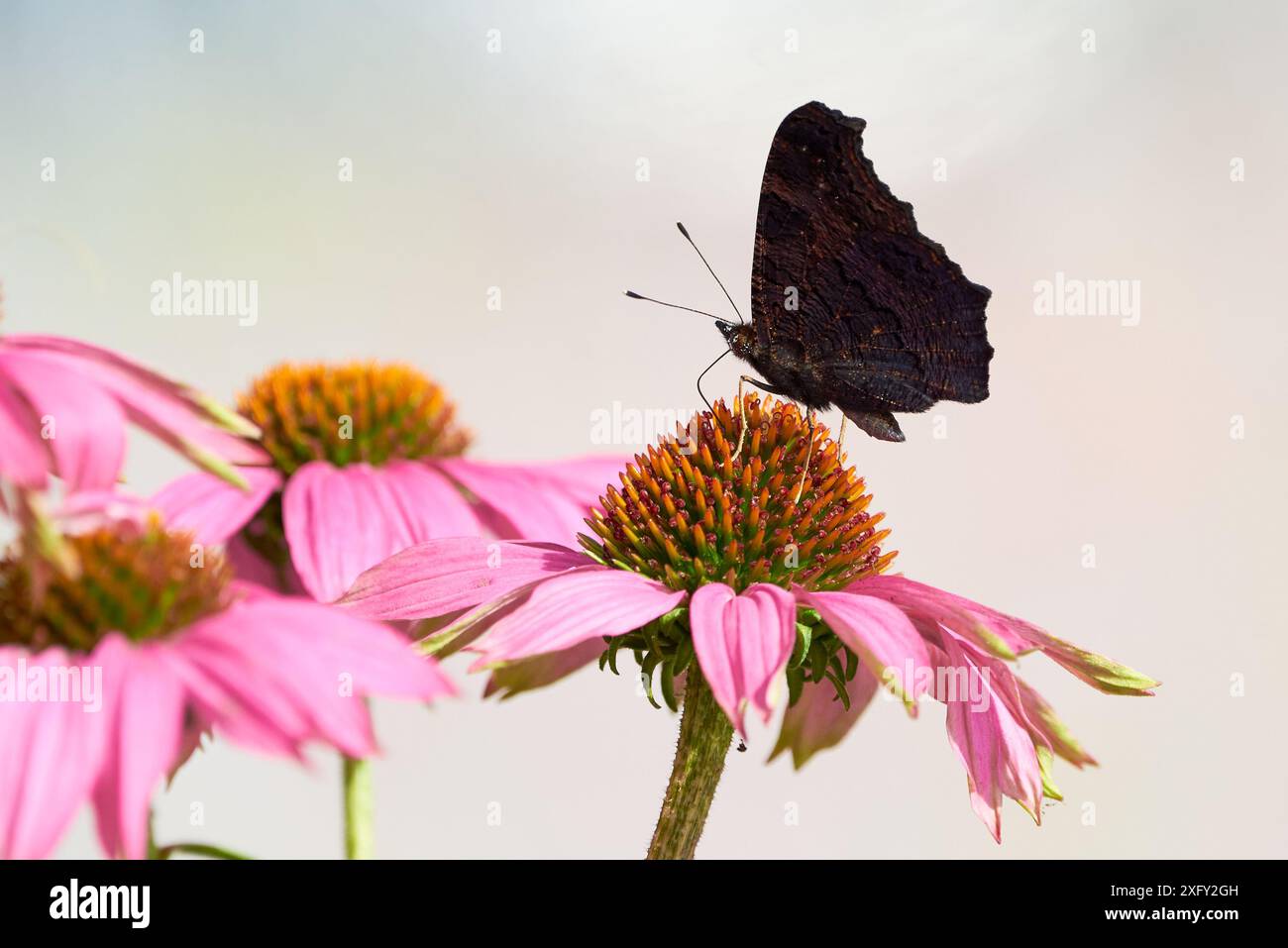 Pfau Schmetterling Fütterung mit Blütennektar von Echinacea Blume ( Aglais io ) Stockfoto