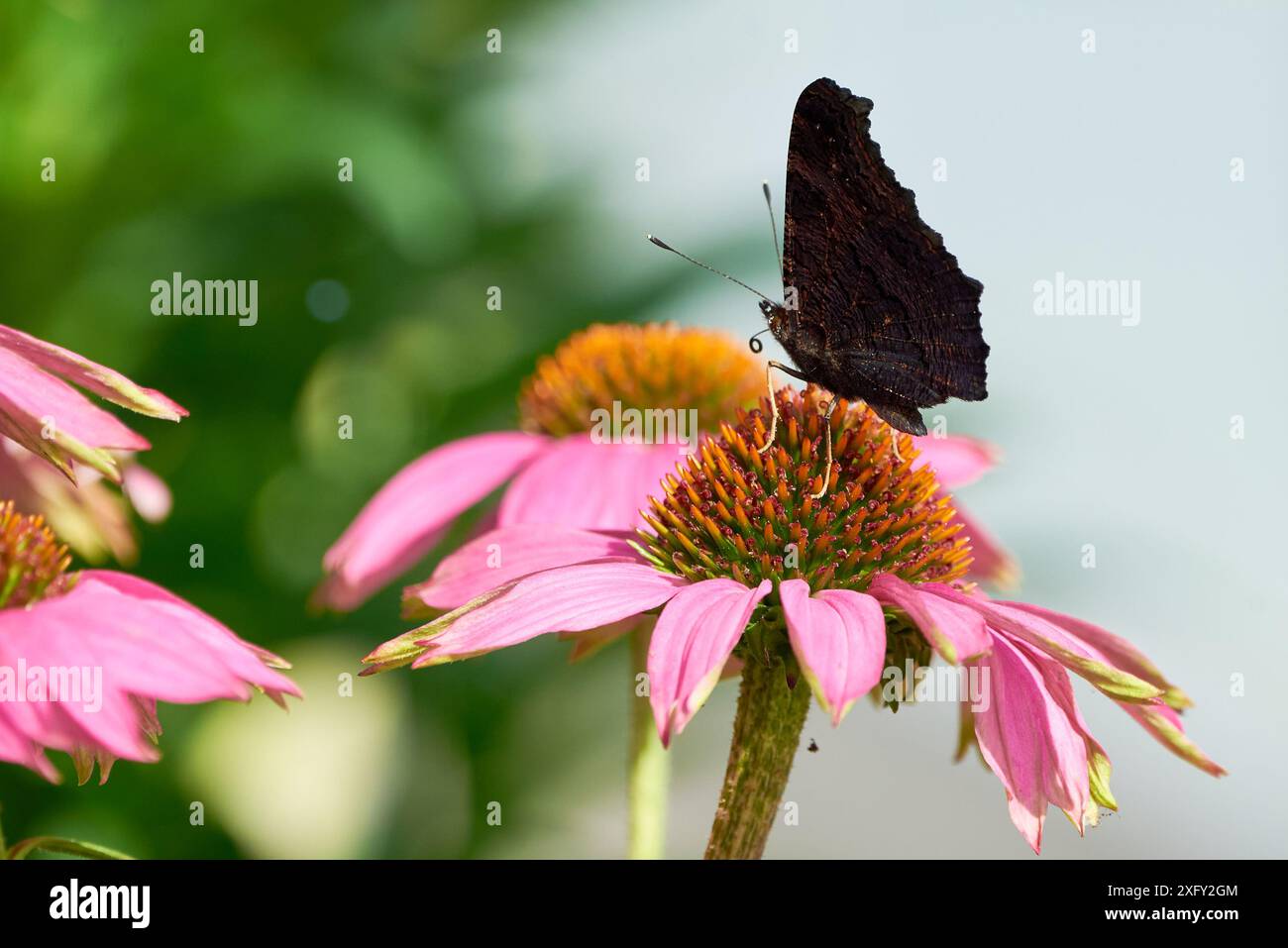 Pfau Schmetterling Fütterung mit Blütennektar von Echinacea Blume ( Aglais io ) Stockfoto
