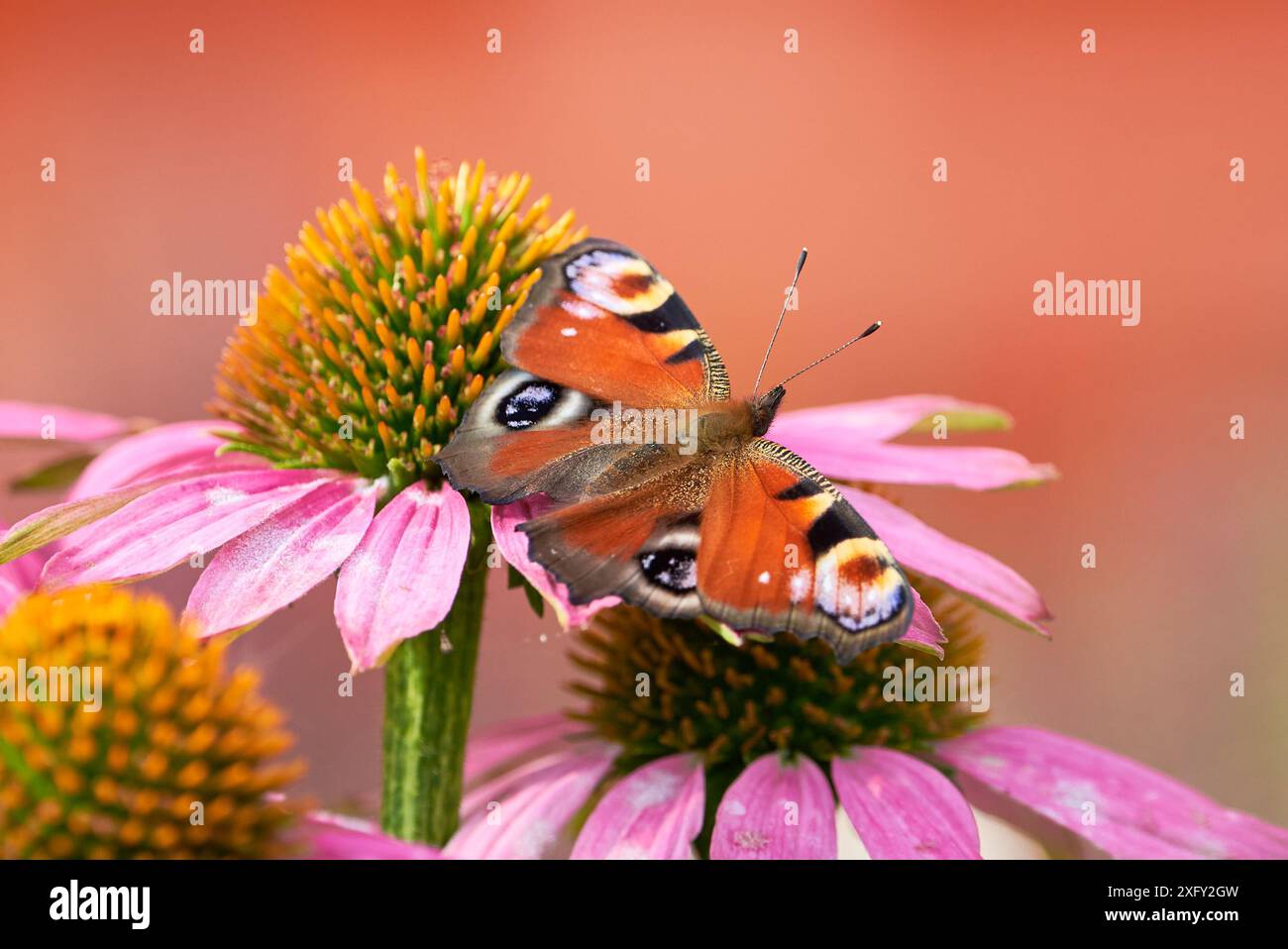 Pfau Schmetterling Fütterung mit Blütennektar von Echinacea Blume ( Aglais io ) Stockfoto