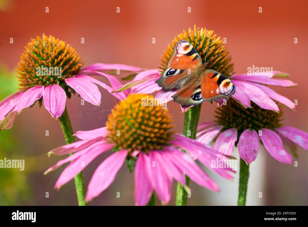 Pfau Schmetterling Fütterung mit Blütennektar von Echinacea Blume ( Aglais io ) Stockfoto
