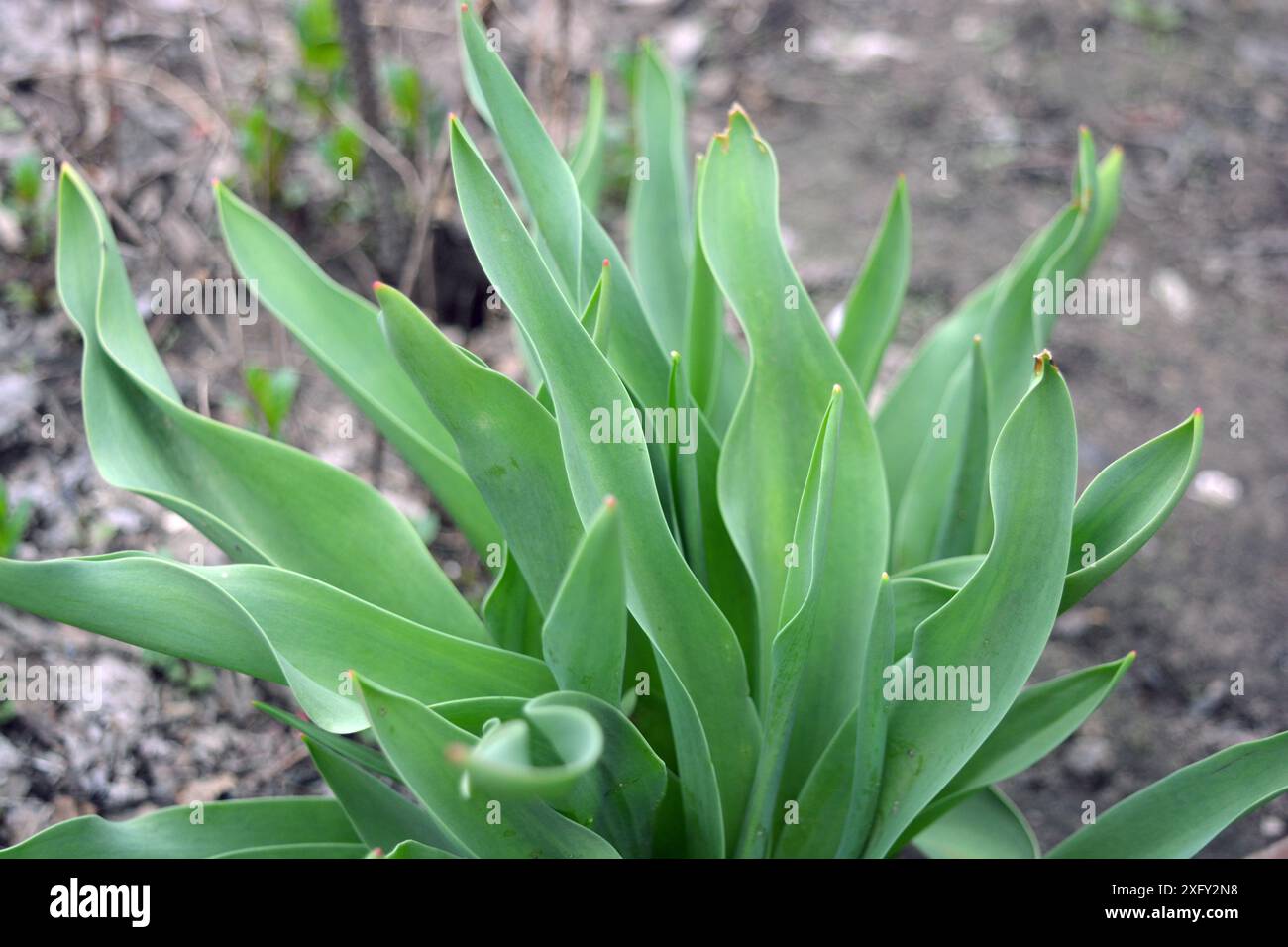 Schöne und ungewöhnliche Natur, Pflanzen, Frühlingsblumen. Junge Tulpensträucher mit grünen Blättern, die in einem Garten wachsen. Stockfoto