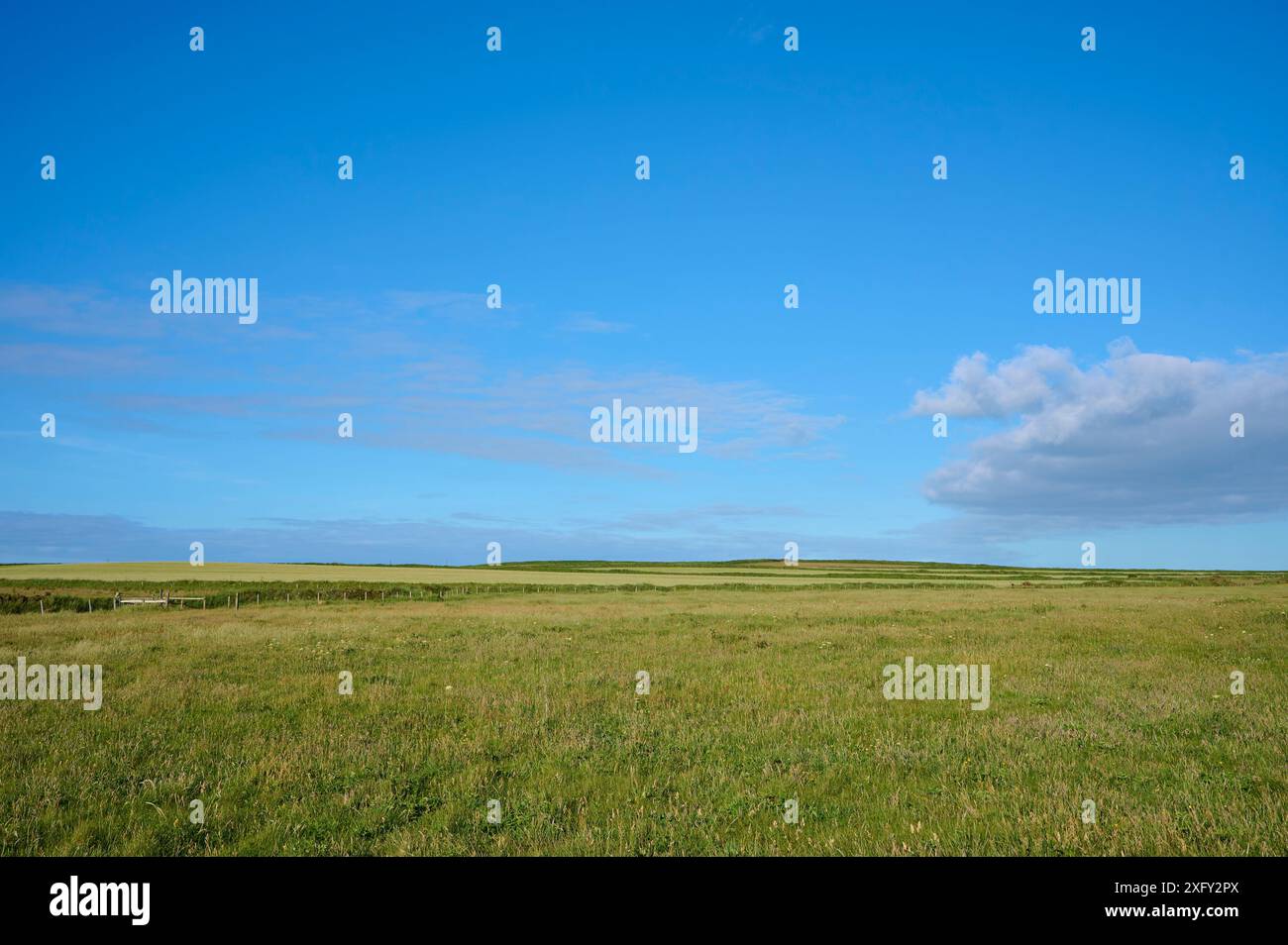 Wiese, Himmel, Sommer, Martin's Haven, Pembrokeshire Coast Path, Haverfordwest, Wales, Vereinigtes Königreich Stockfoto