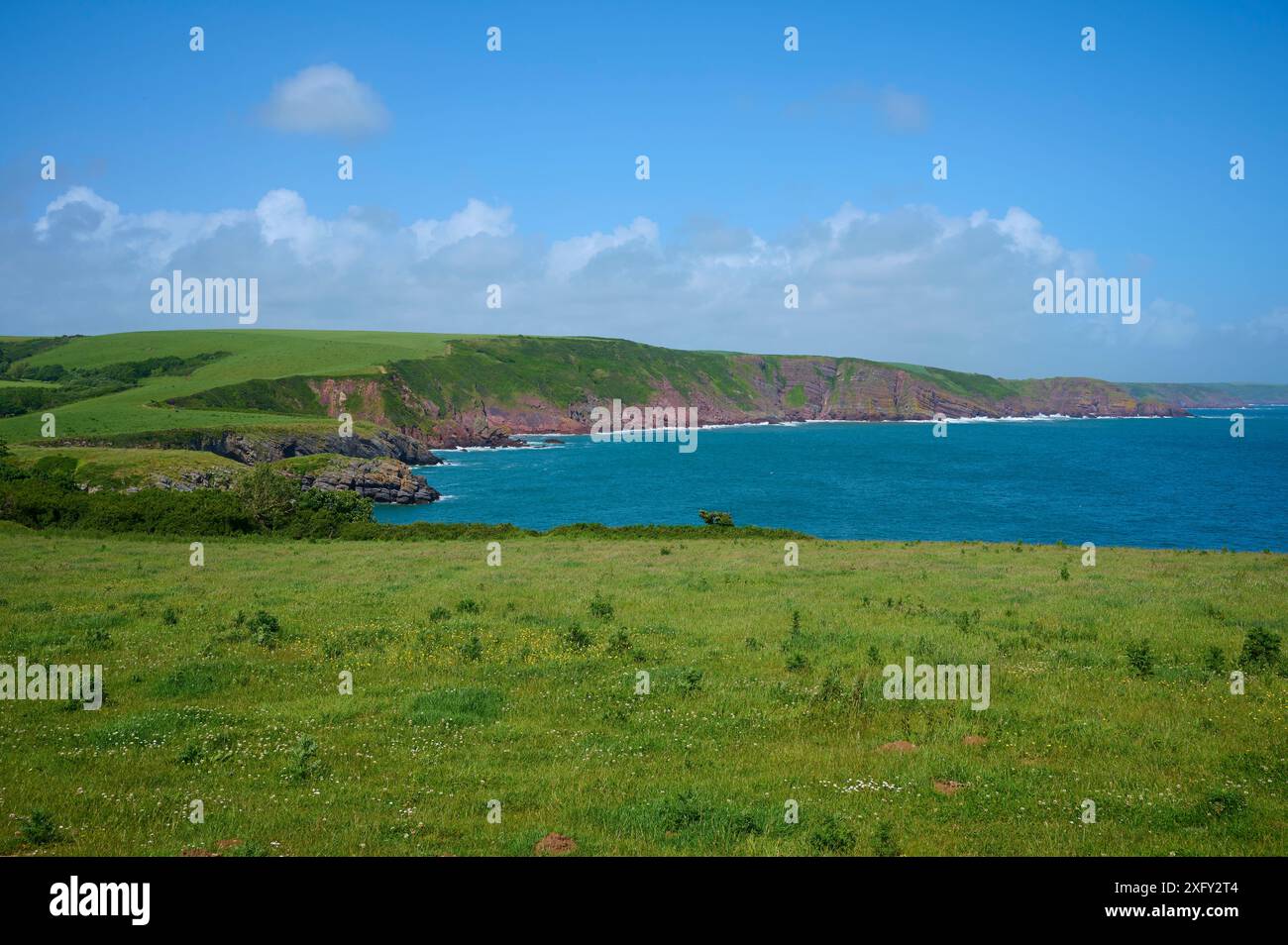 Küste, Meer, Sommer, Stackpole Quay, Pembrokeshire Coast Path, Pembroke, Wales, Vereinigtes Königreich Stockfoto