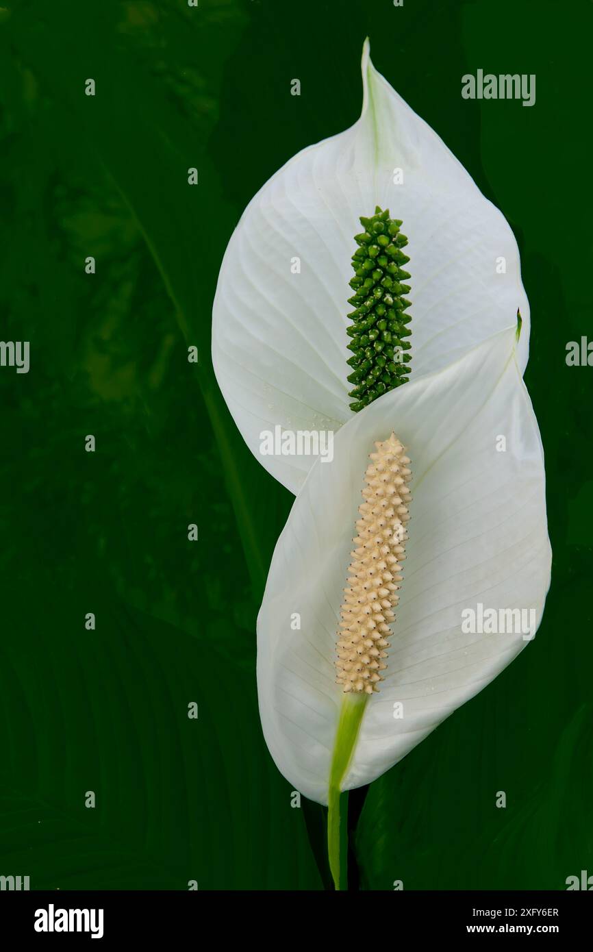 Eine Zimmerpflanze mit großen weißen Blättern in ovaler Form wird auch Friedenslilie oder Löffelpflanze genannt, Spathiphyllum Stockfoto