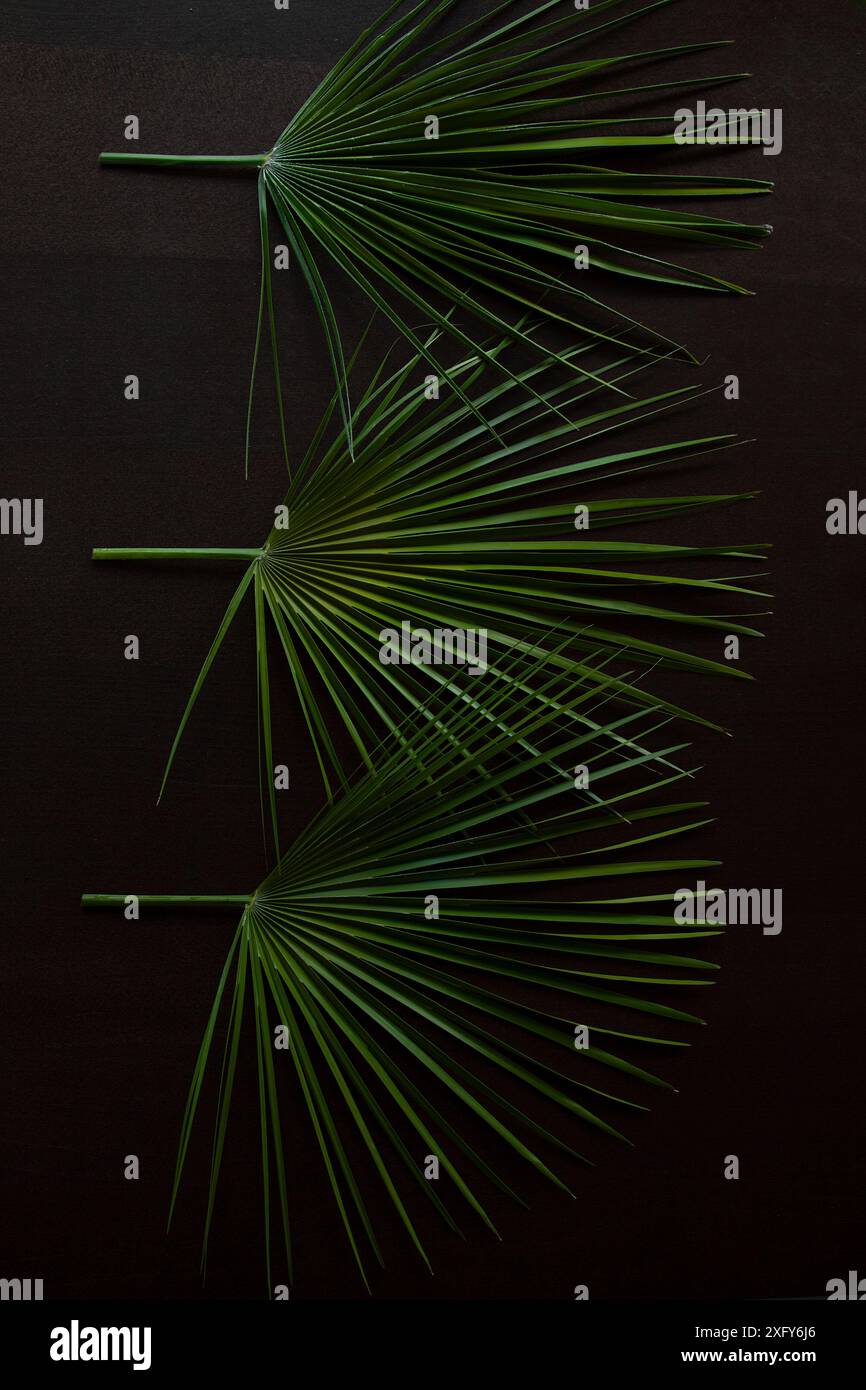 Drei liegende grüne Palmblätter vor dunklem Hintergrund Stockfoto