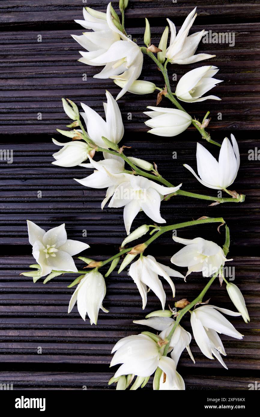 Weiße Blüten der Palmenlilie auf einem langen Blütenstiel der Yucca filamentosa Stockfoto