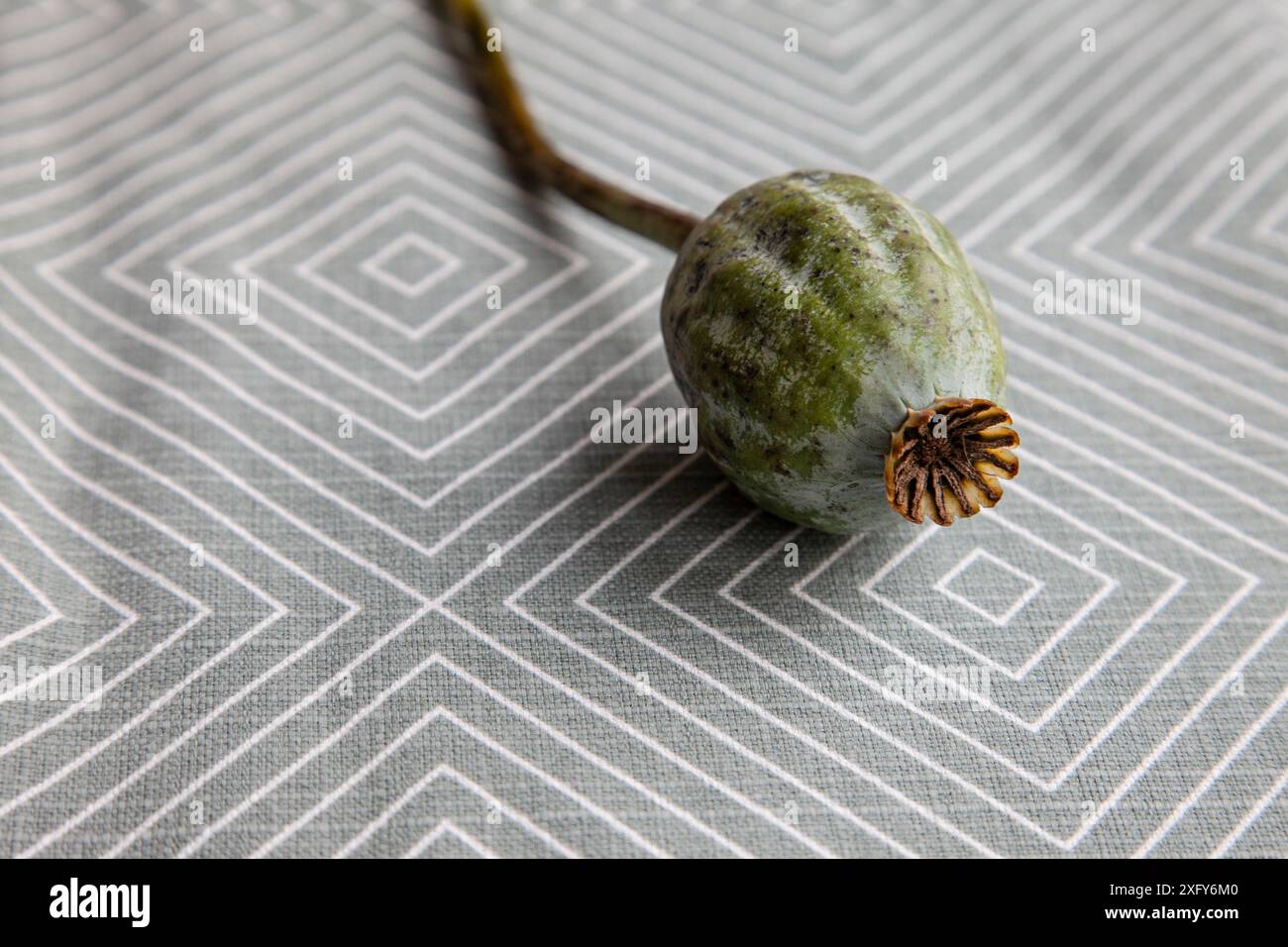 Eine geschlossene Blumenkapsel des Opiummohns liegt auf einem grauen und weißen grafischen Hintergrund mit Blumenmotiv Stockfoto