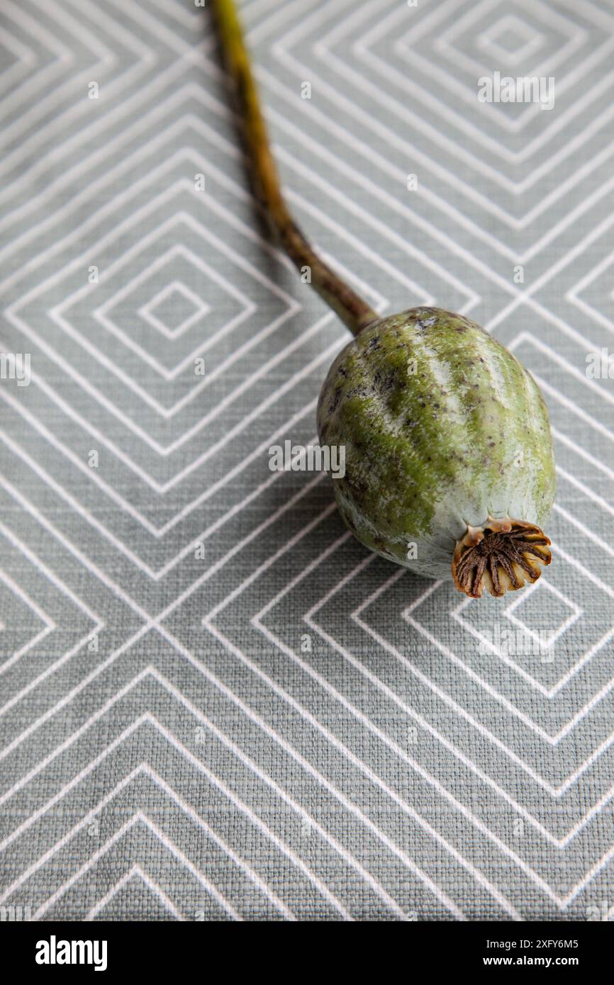 Eine geschlossene Blumenkapsel des Opiummohns liegt auf einem grauen und weißen grafischen Hintergrund mit Blumenmotiv Stockfoto
