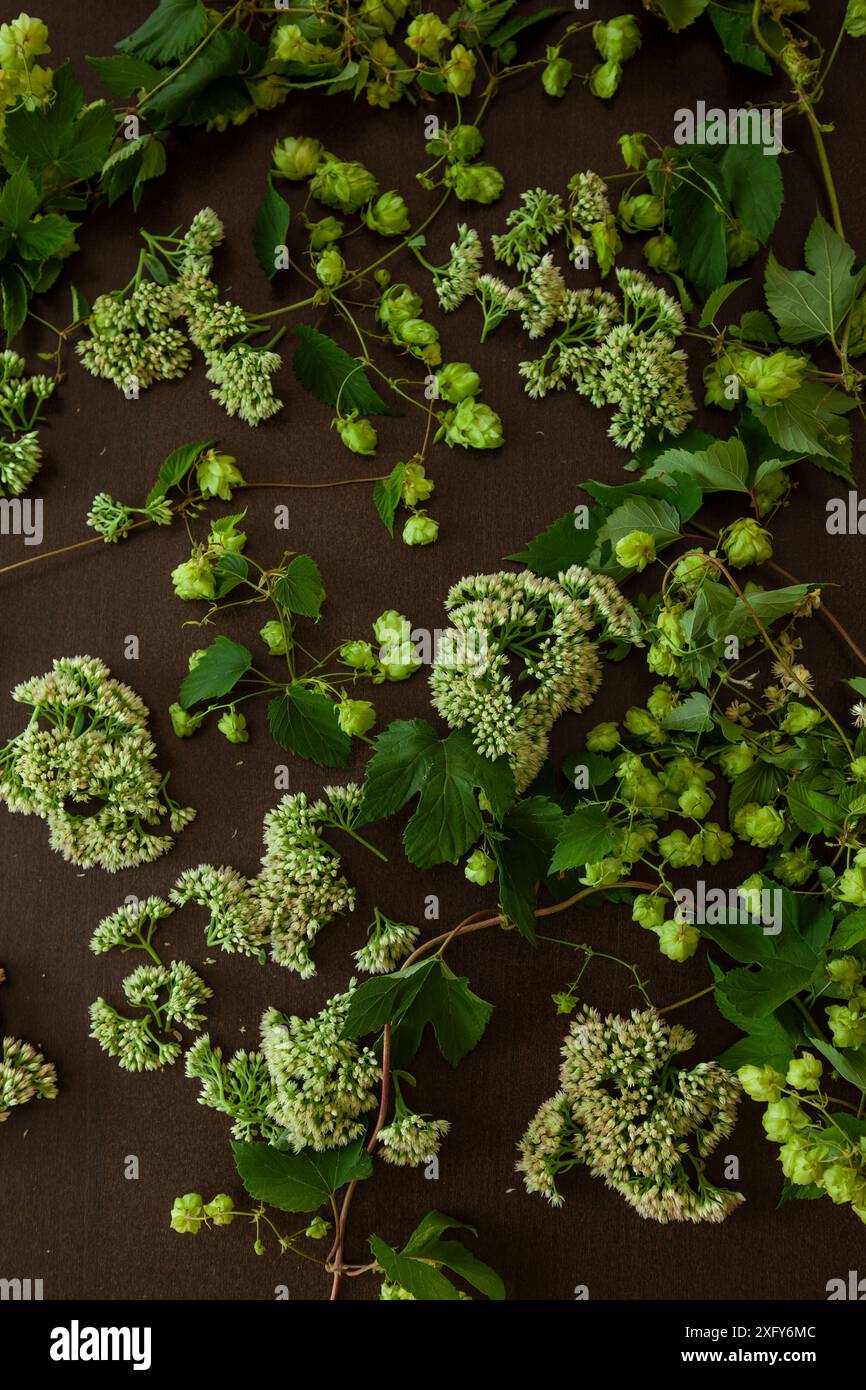 Blumenanordnung von Blumen und Pflanzen aus dem Garten, Hopfen, Steinpfanne und grünen Blättern Stockfoto