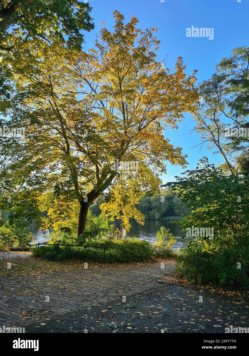 Herbstlicher großer Baum mit gelben Blättern im Sonnenlicht an einem See und blauem Himmel im Hintergrund Stockfoto