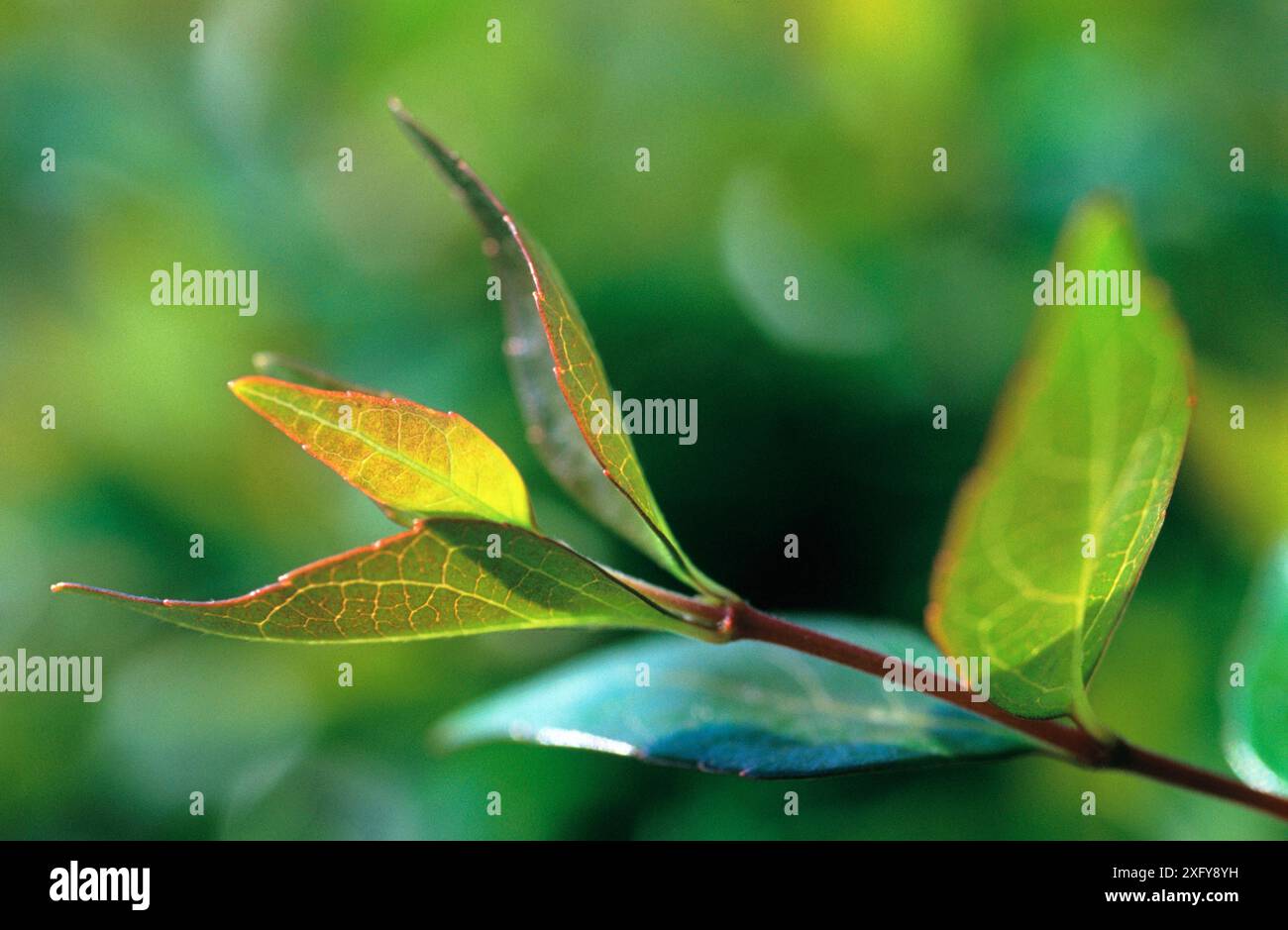 Hecke (Berberis Ottawaensis) Stockfoto